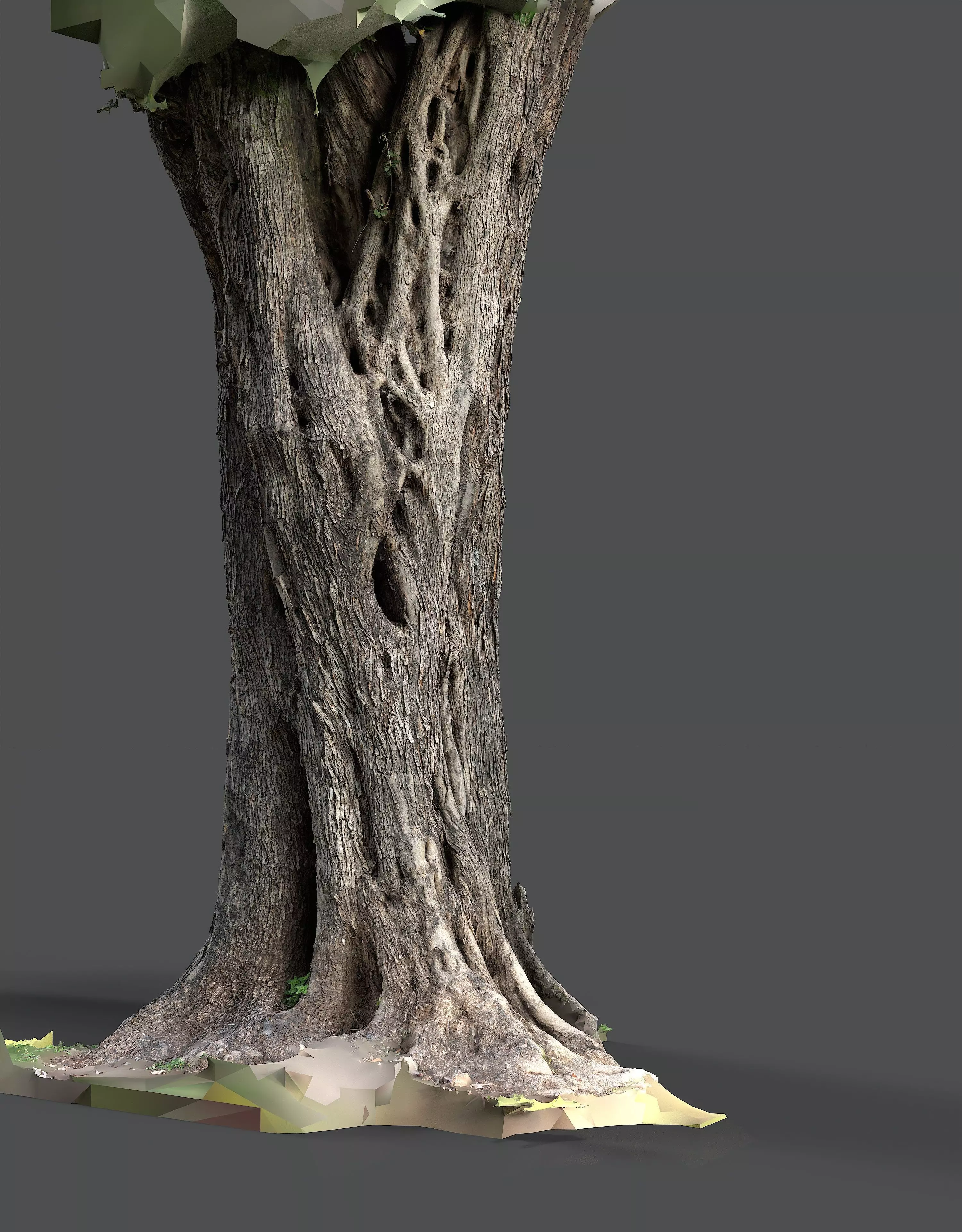 Abandoned Village Tree Trunk Scan - Tree 01 3D model_13