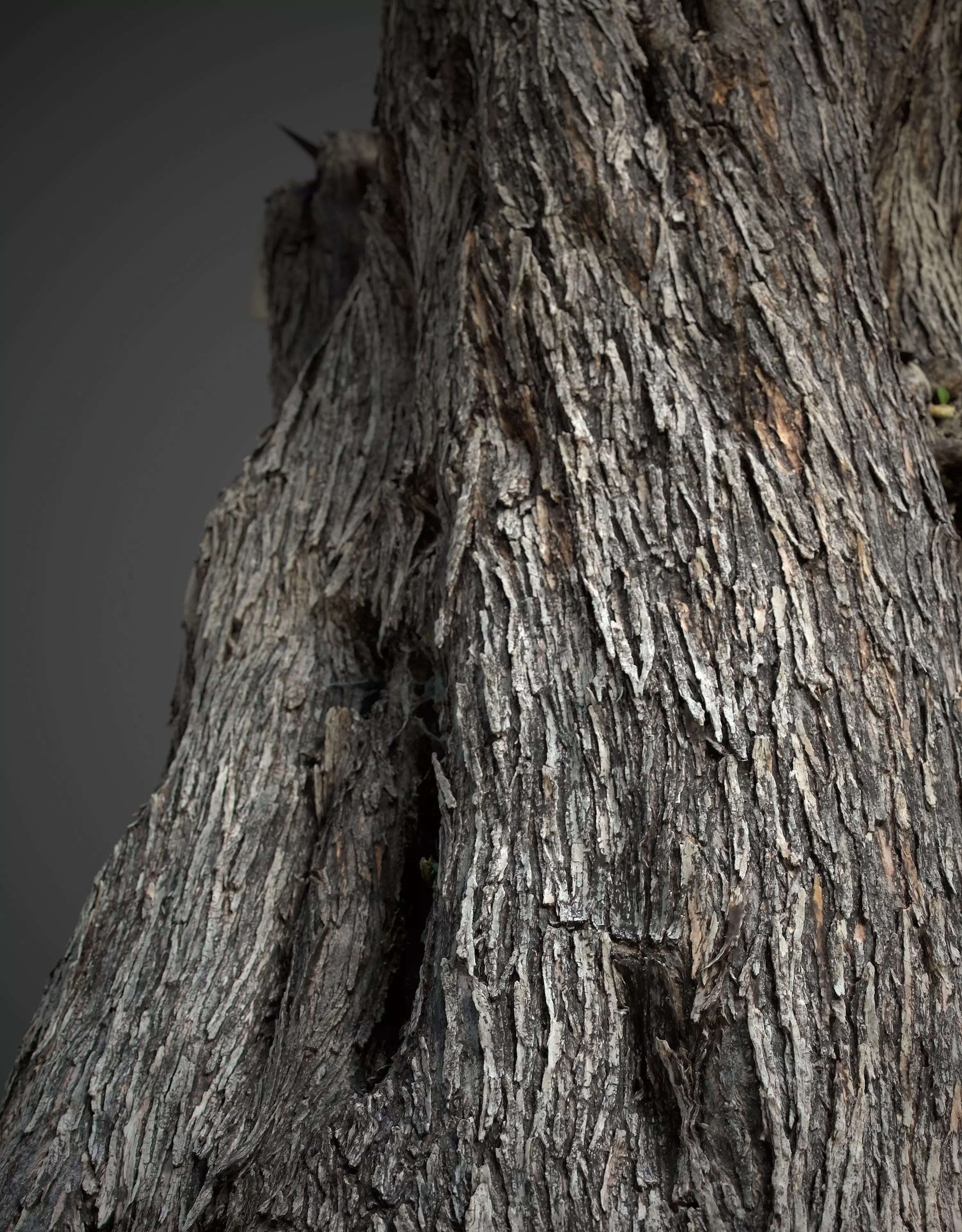 Abandoned Village Tree Trunk Scan - Tree 01 3D model_4