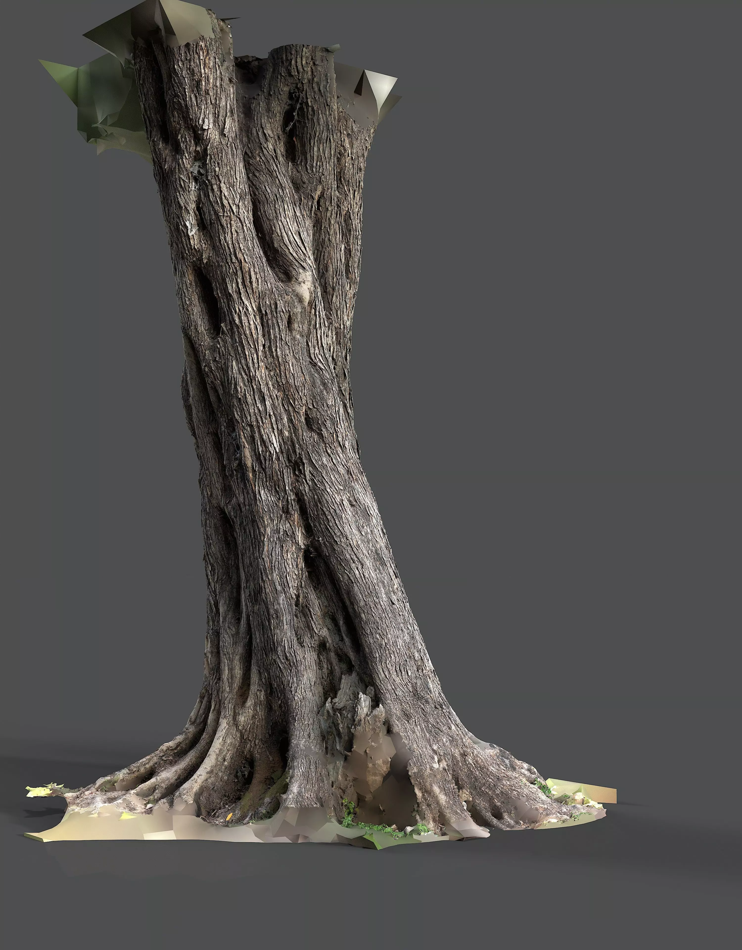 Abandoned Village Tree Trunk Scan - Tree 01 3D model_10