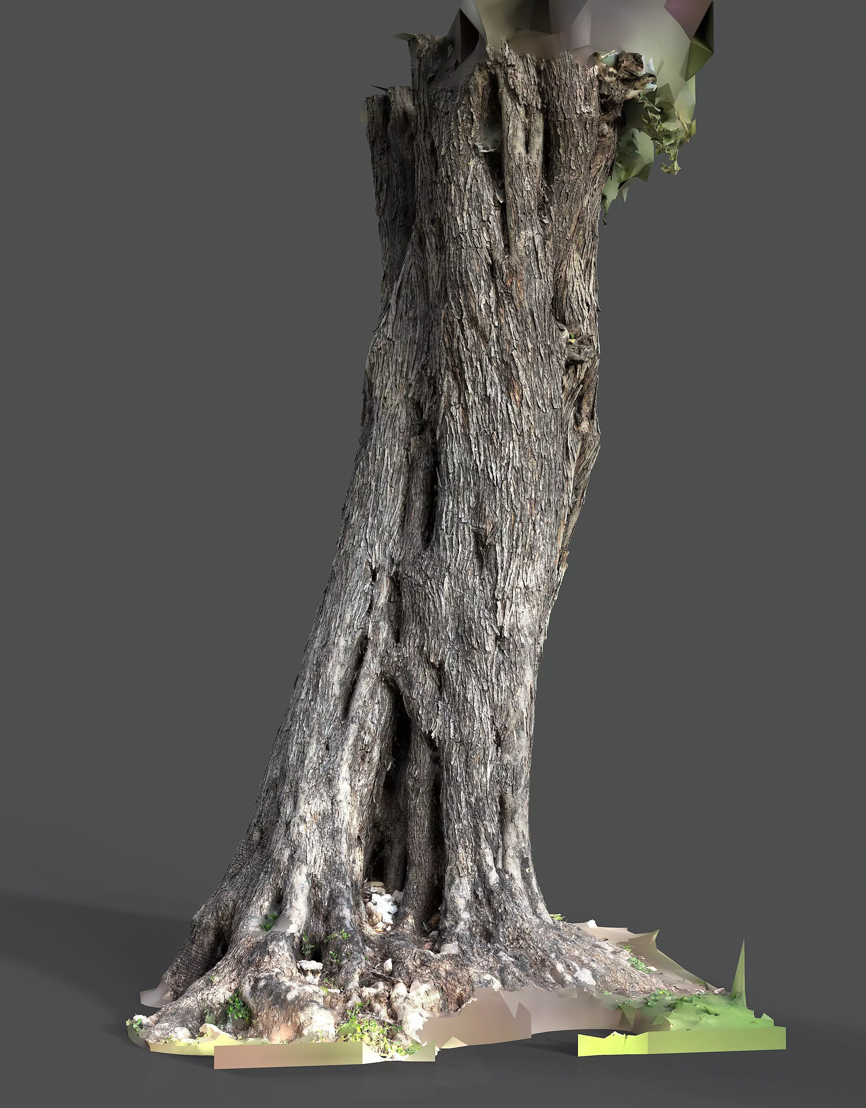 Abandoned Village Tree Trunk Scan - Tree 01 3D model_2