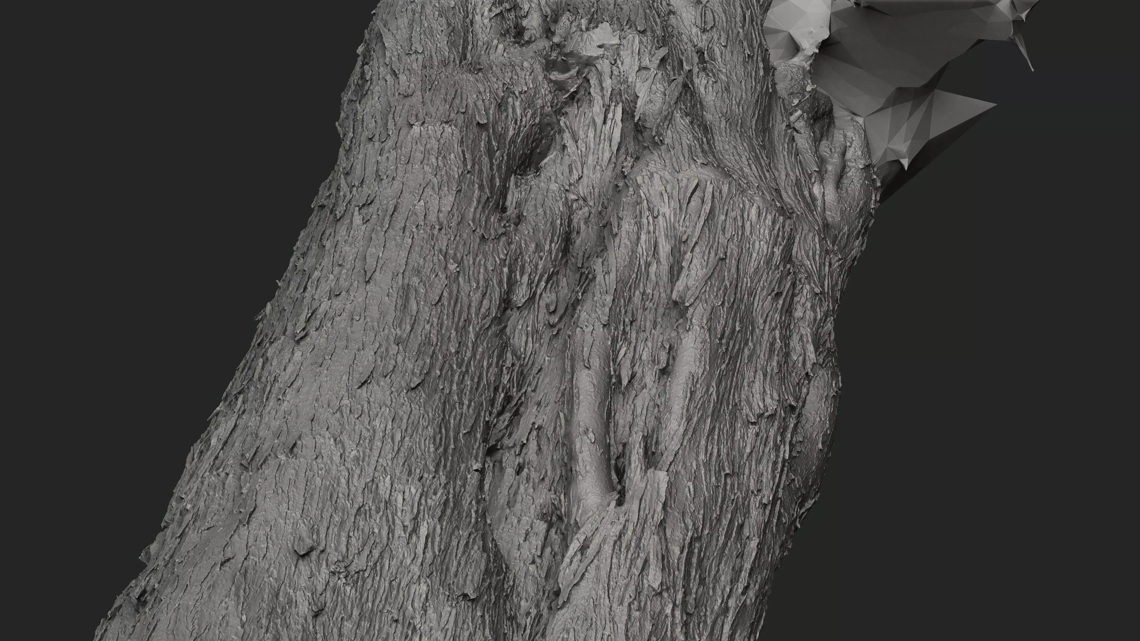 Abandoned Village Tree Trunk Scan - Tree 01 3D model_21