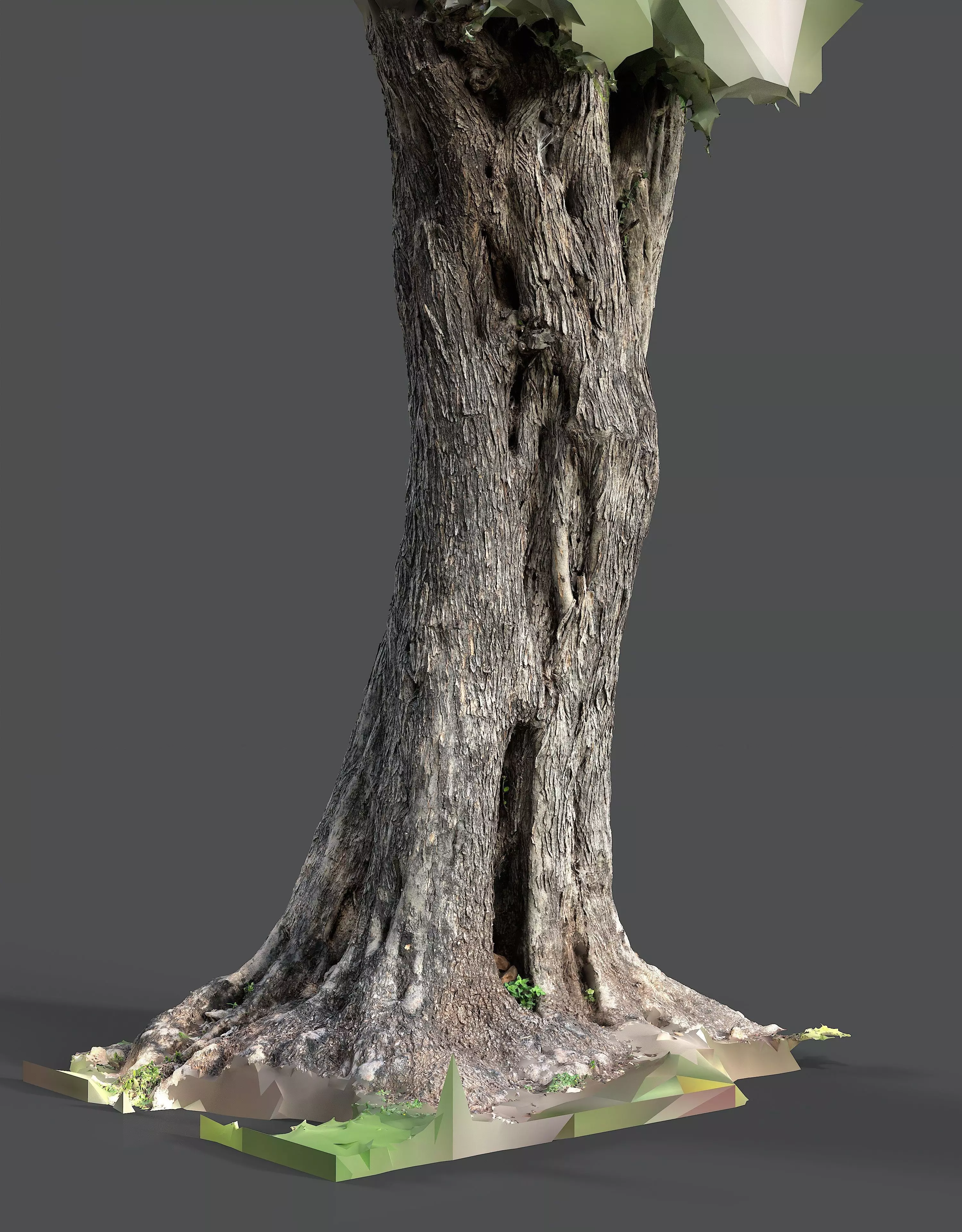 Abandoned Village Tree Trunk Scan - Tree 01 3D model_15