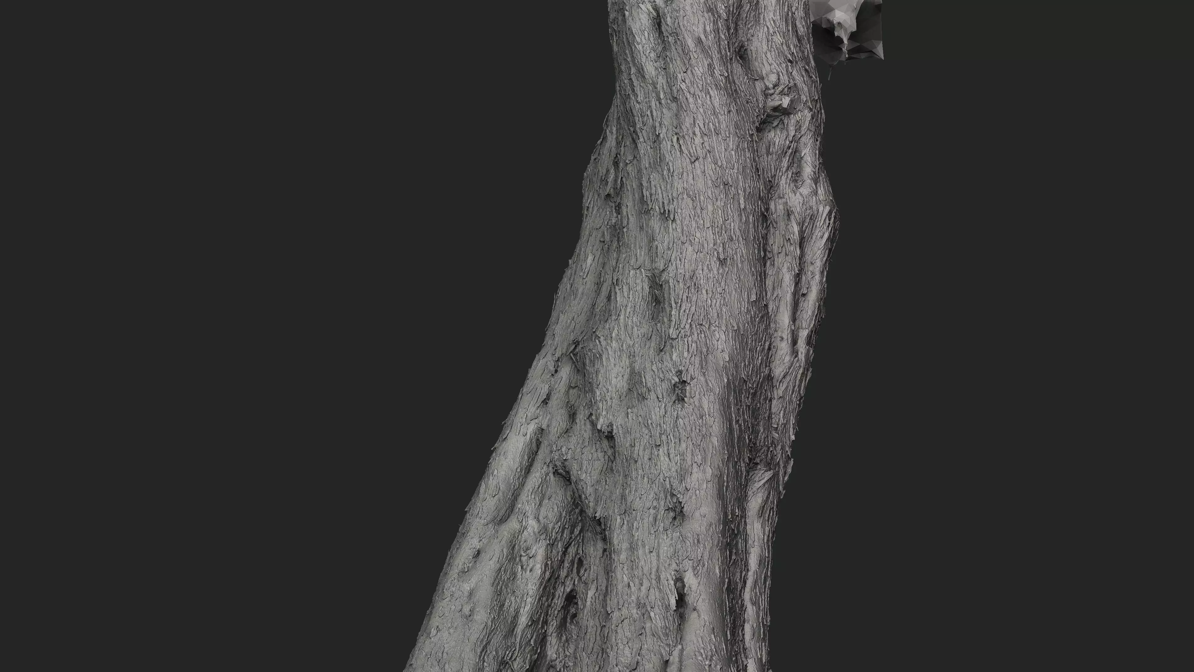 Abandoned Village Tree Trunk Scan - Tree 01 3D model_20