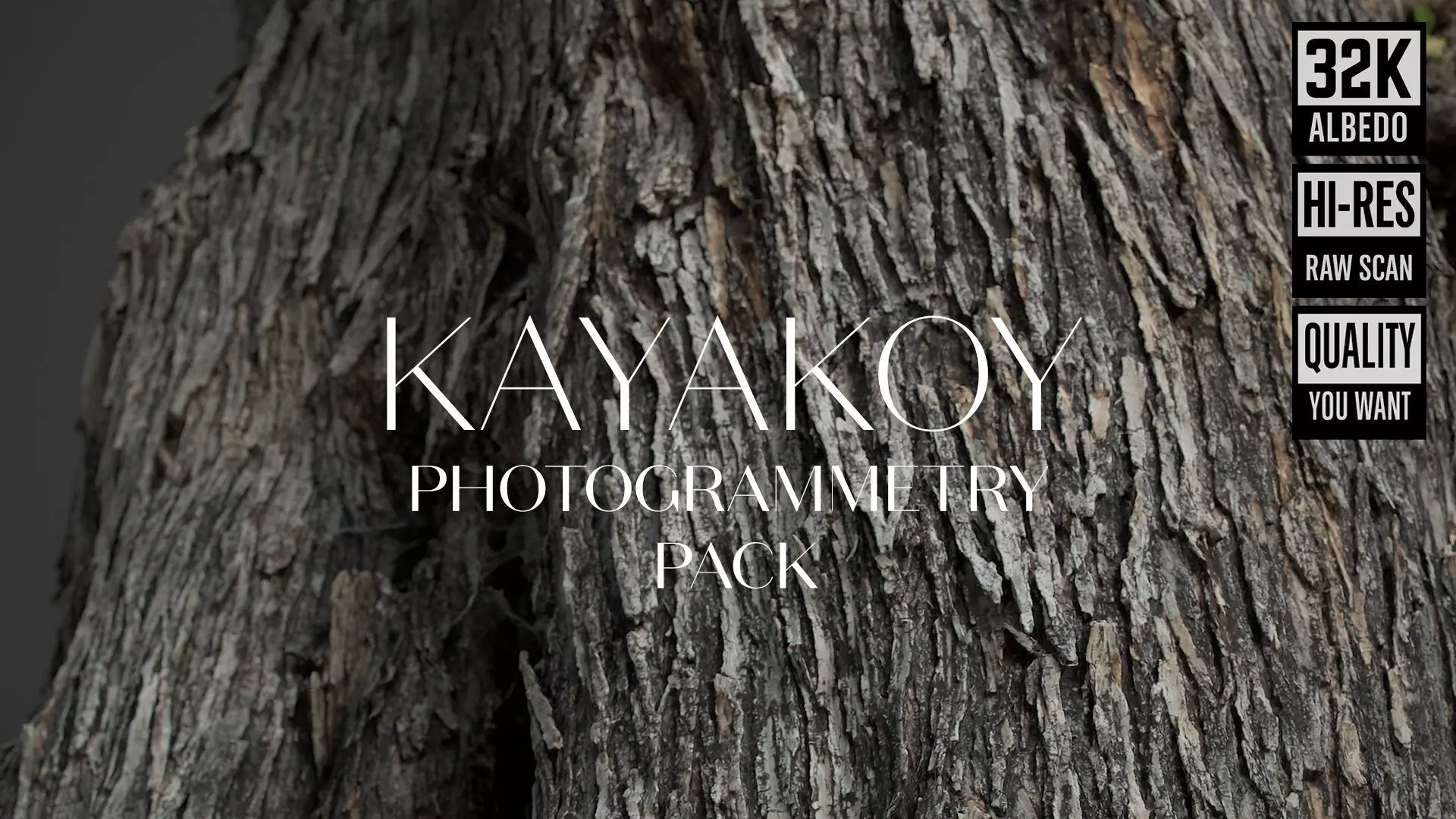 Abandoned Village Tree Trunk Scan - Tree 01 3D model_0