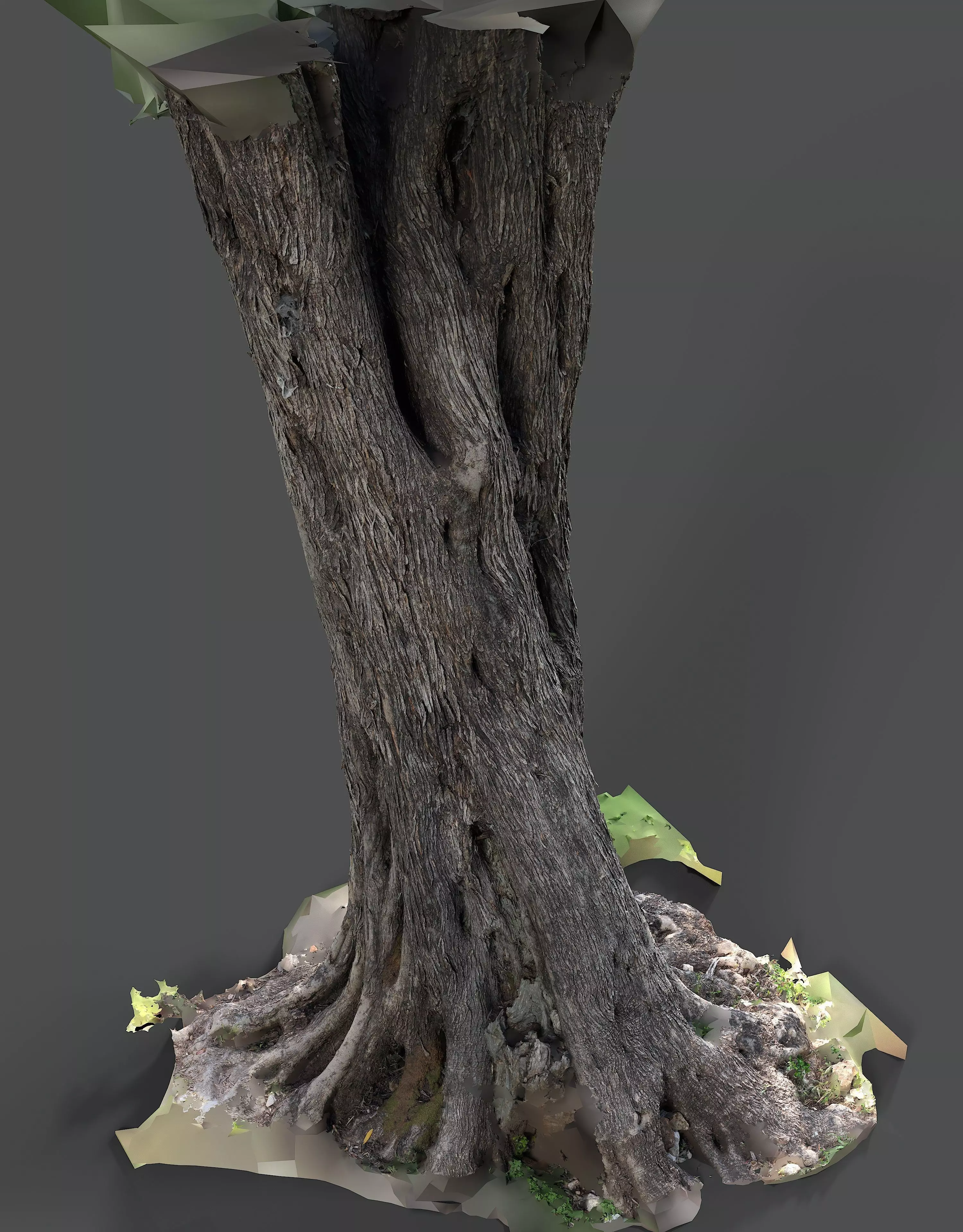 Abandoned Village Tree Trunk Scan - Tree 01 3D model_6