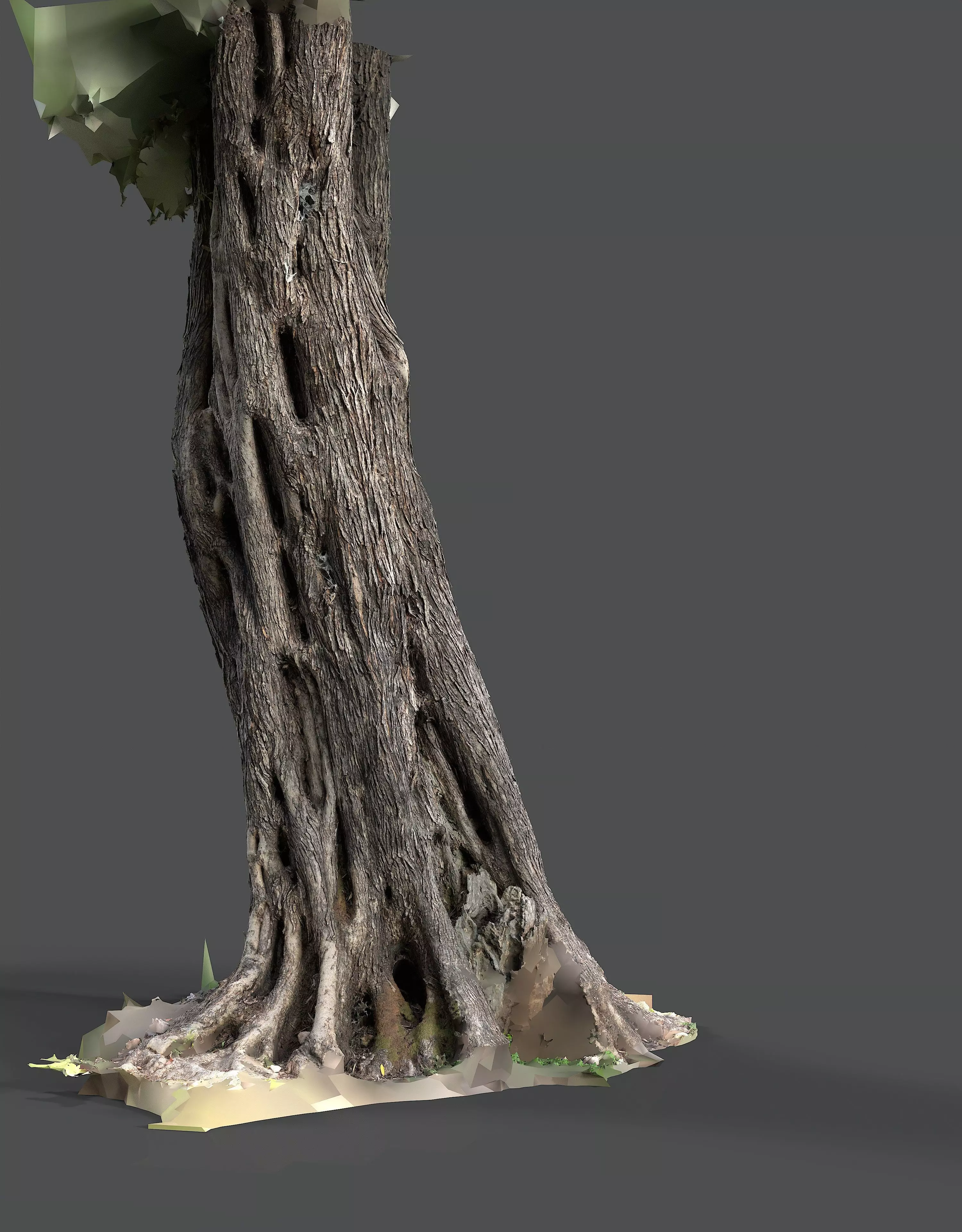 Abandoned Village Tree Trunk Scan - Tree 01 3D model_11