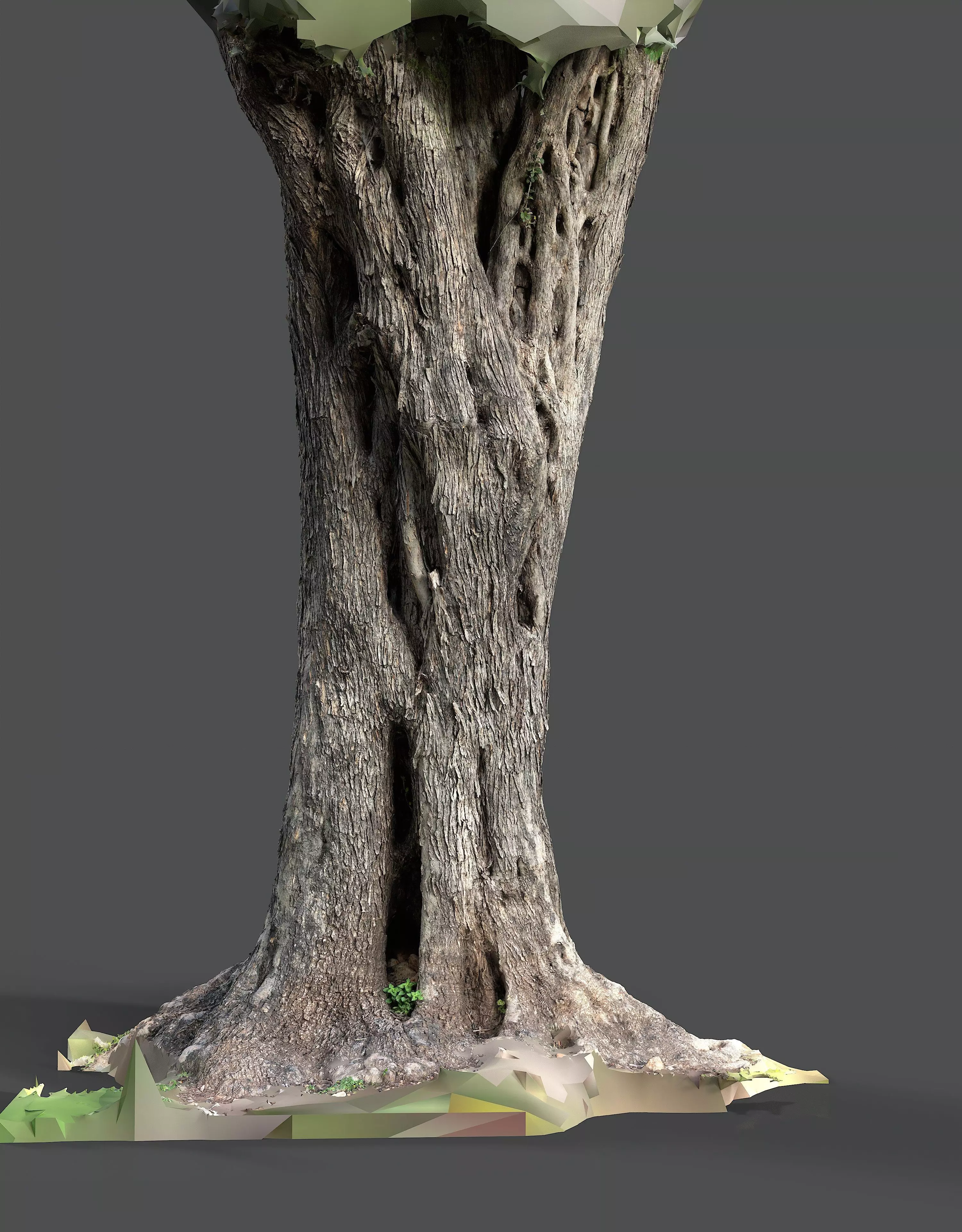 Abandoned Village Tree Trunk Scan - Tree 01 3D model_14