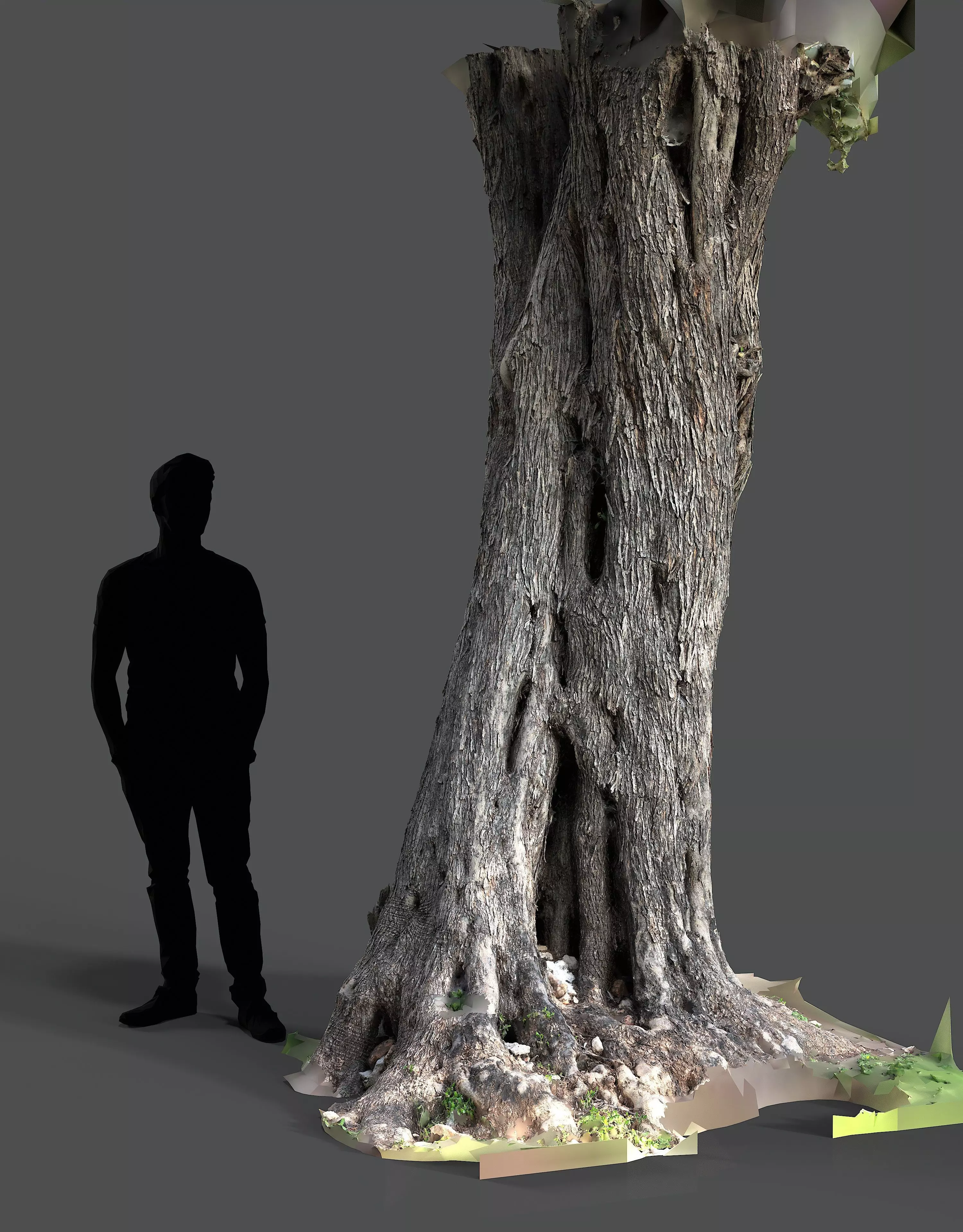 Abandoned Village Tree Trunk Scan - Tree 01 3D model_17