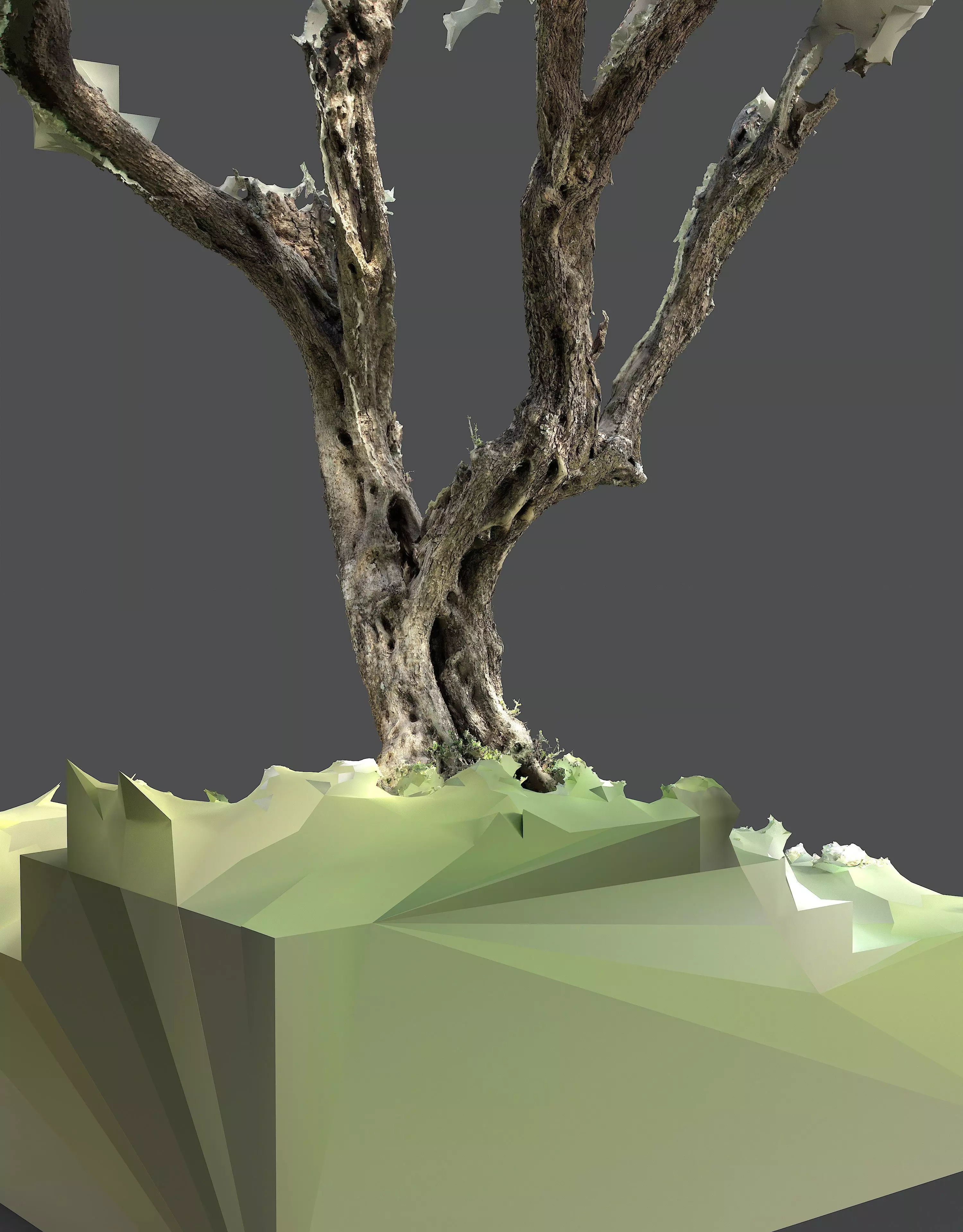 Abandoned Village Tree Trunk Scan - Tree 05 3D model_12