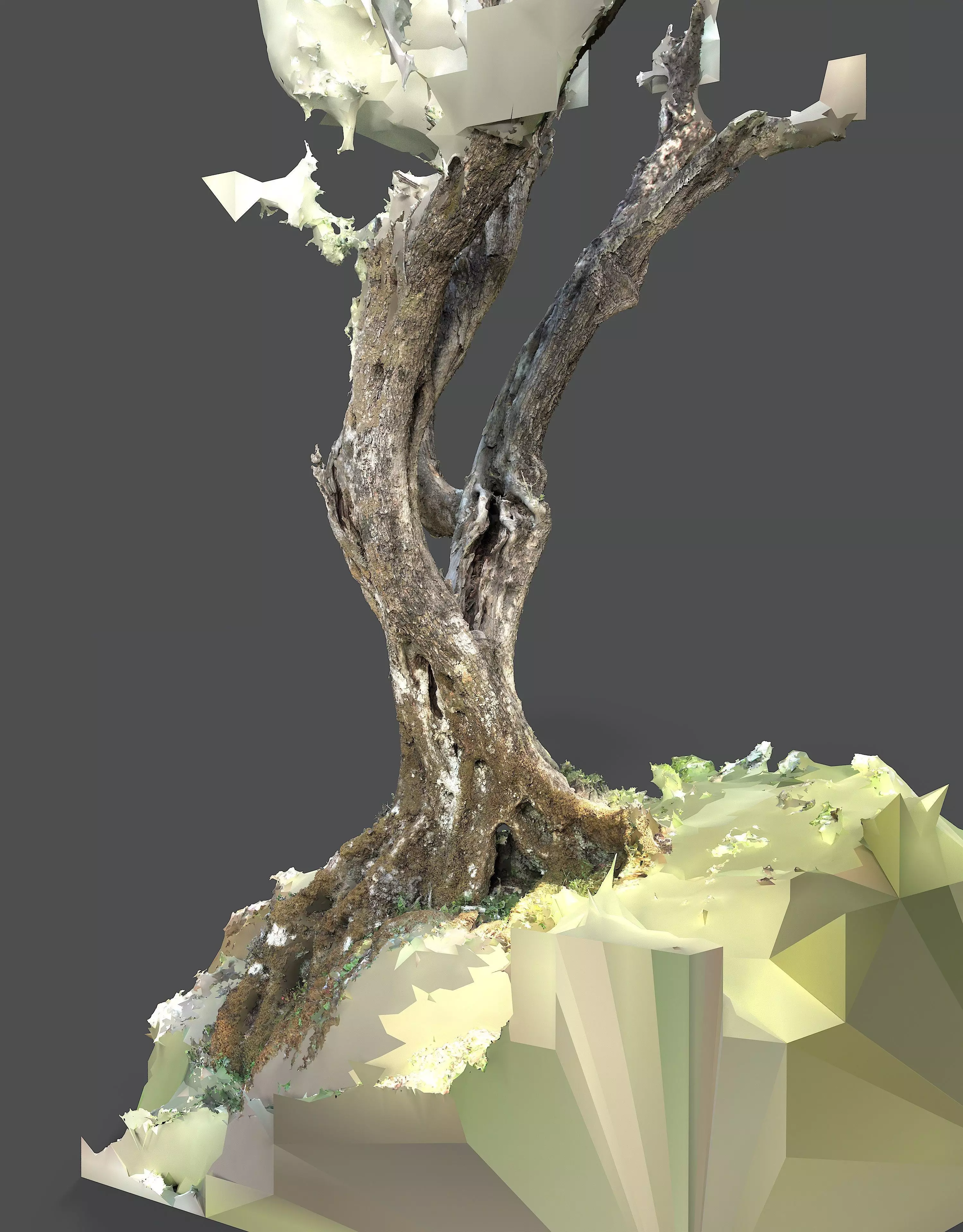 Abandoned Village Tree Trunk Scan - Tree 05 3D model_3