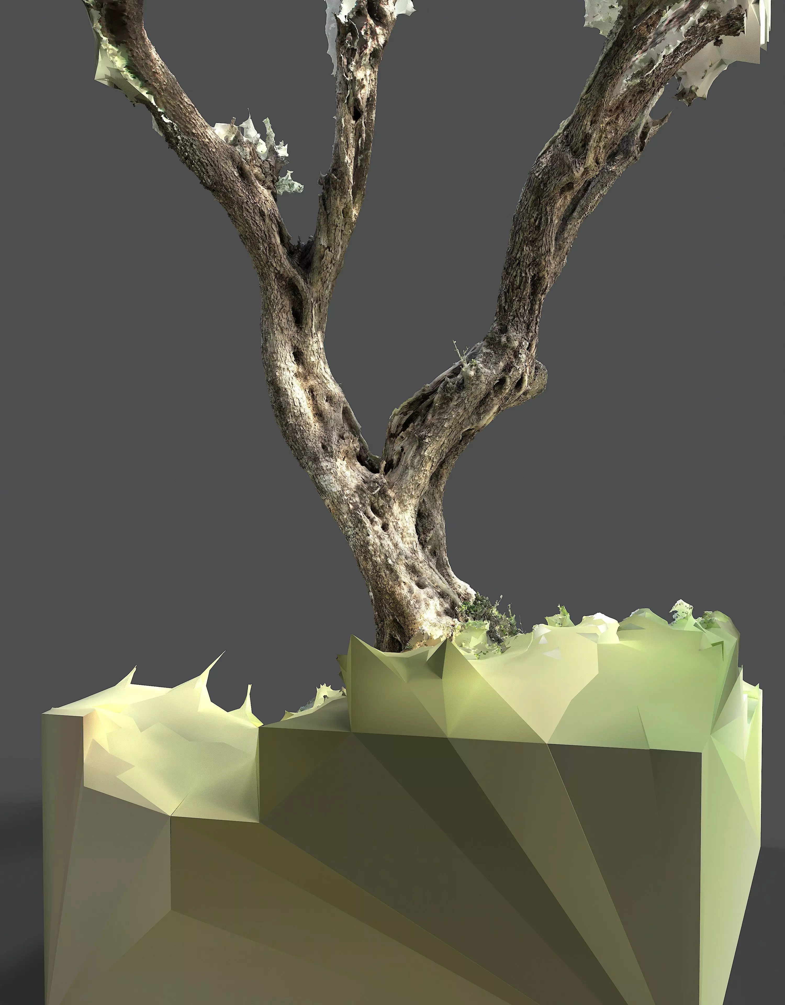 Abandoned Village Tree Trunk Scan - Tree 05 3D model_13