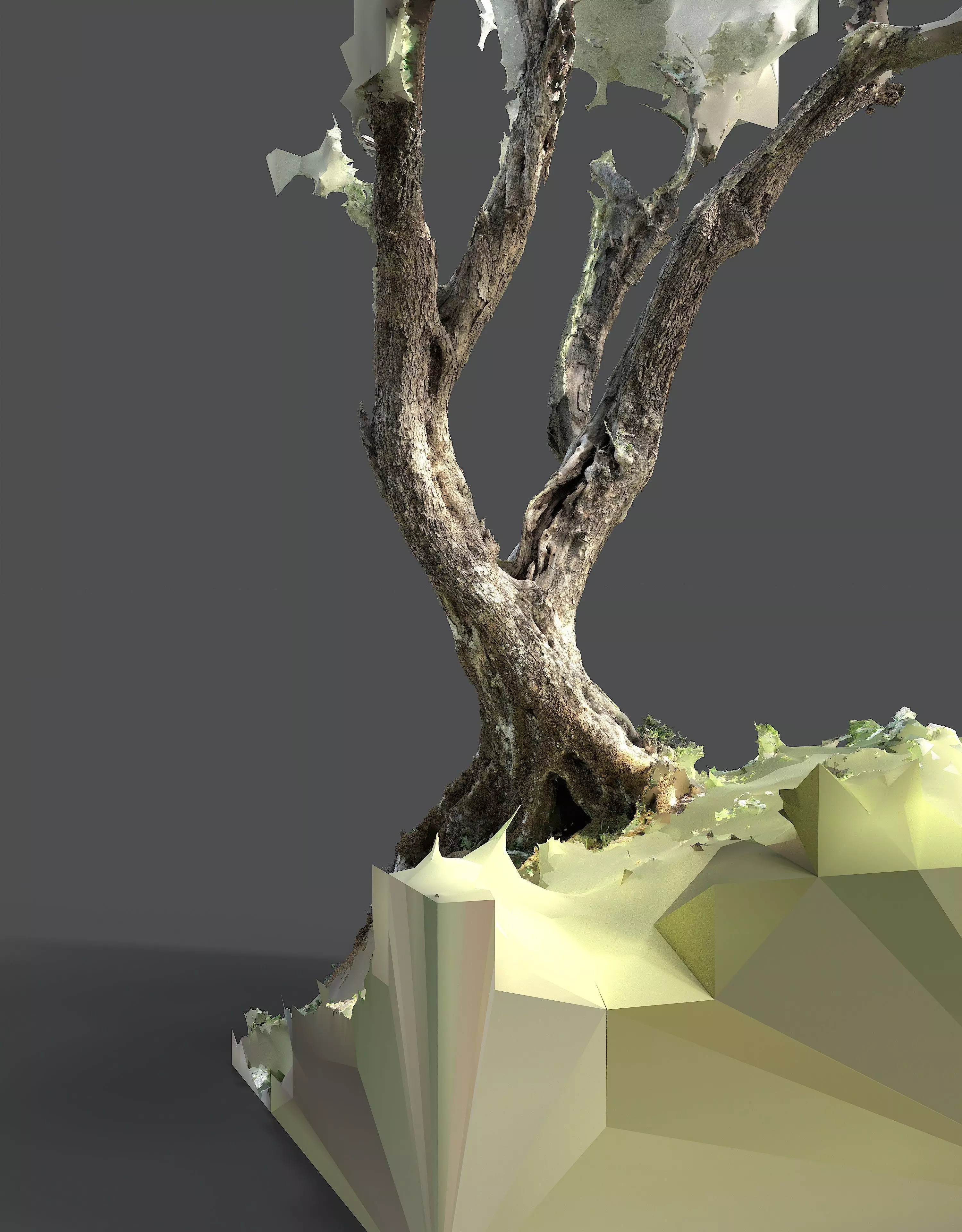 Abandoned Village Tree Trunk Scan - Tree 05 3D model_14