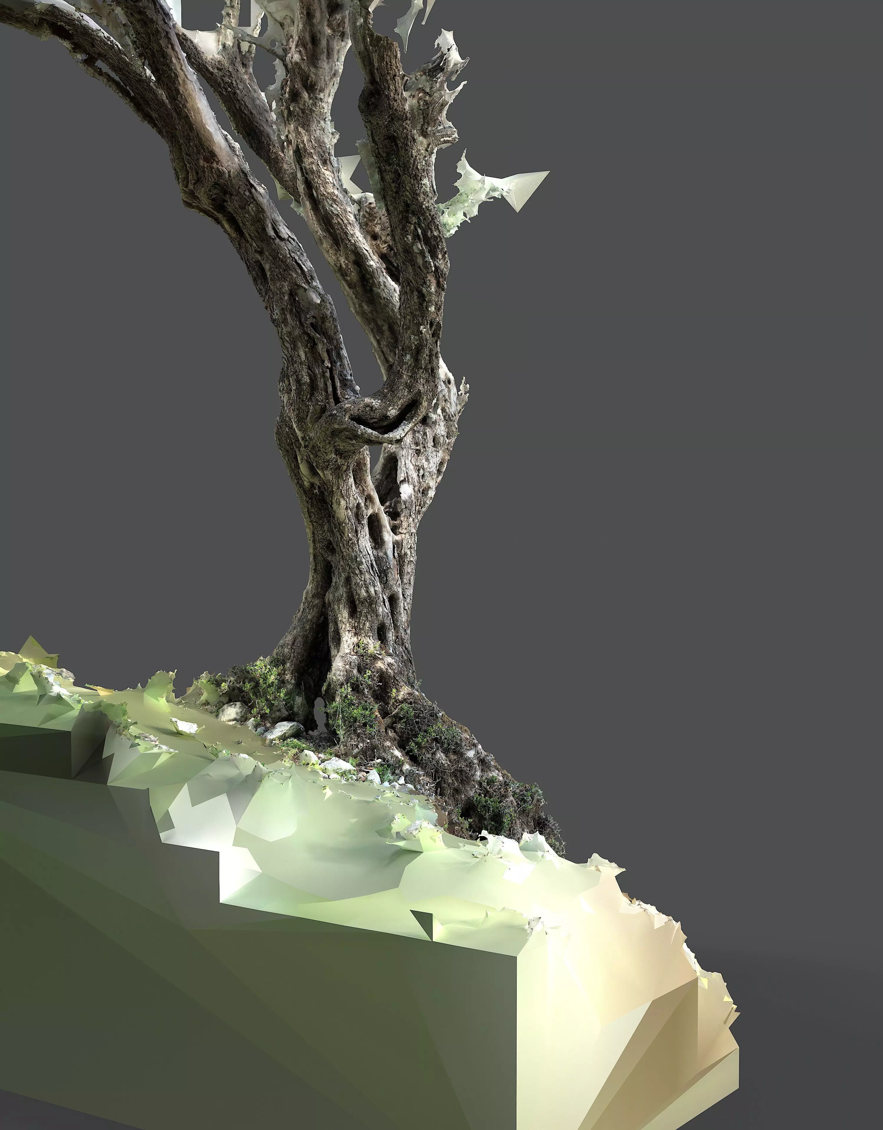 Abandoned Village Tree Trunk Scan - Tree 05 3D model_10