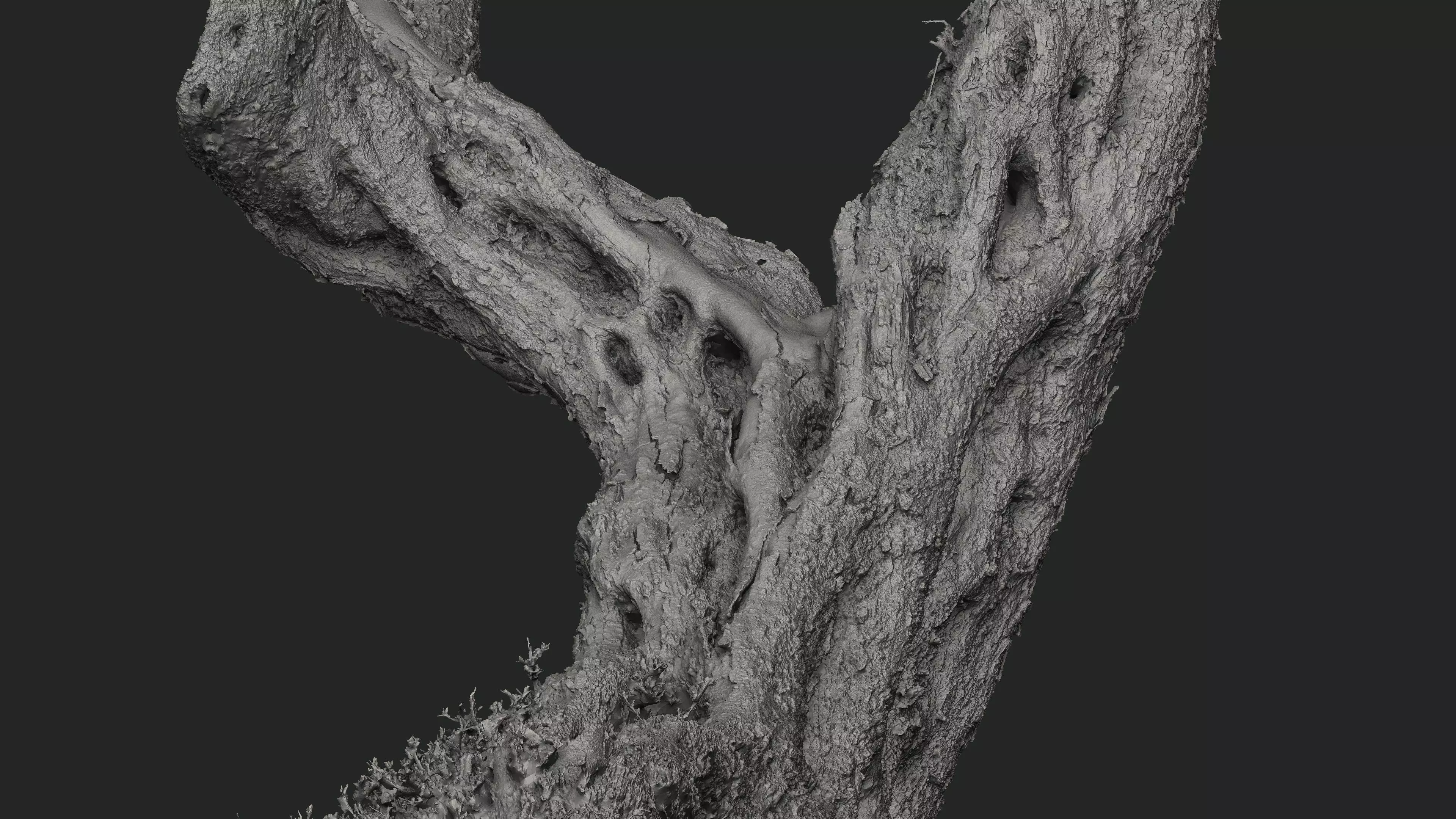 Abandoned Village Tree Trunk Scan - Tree 05 3D model_20