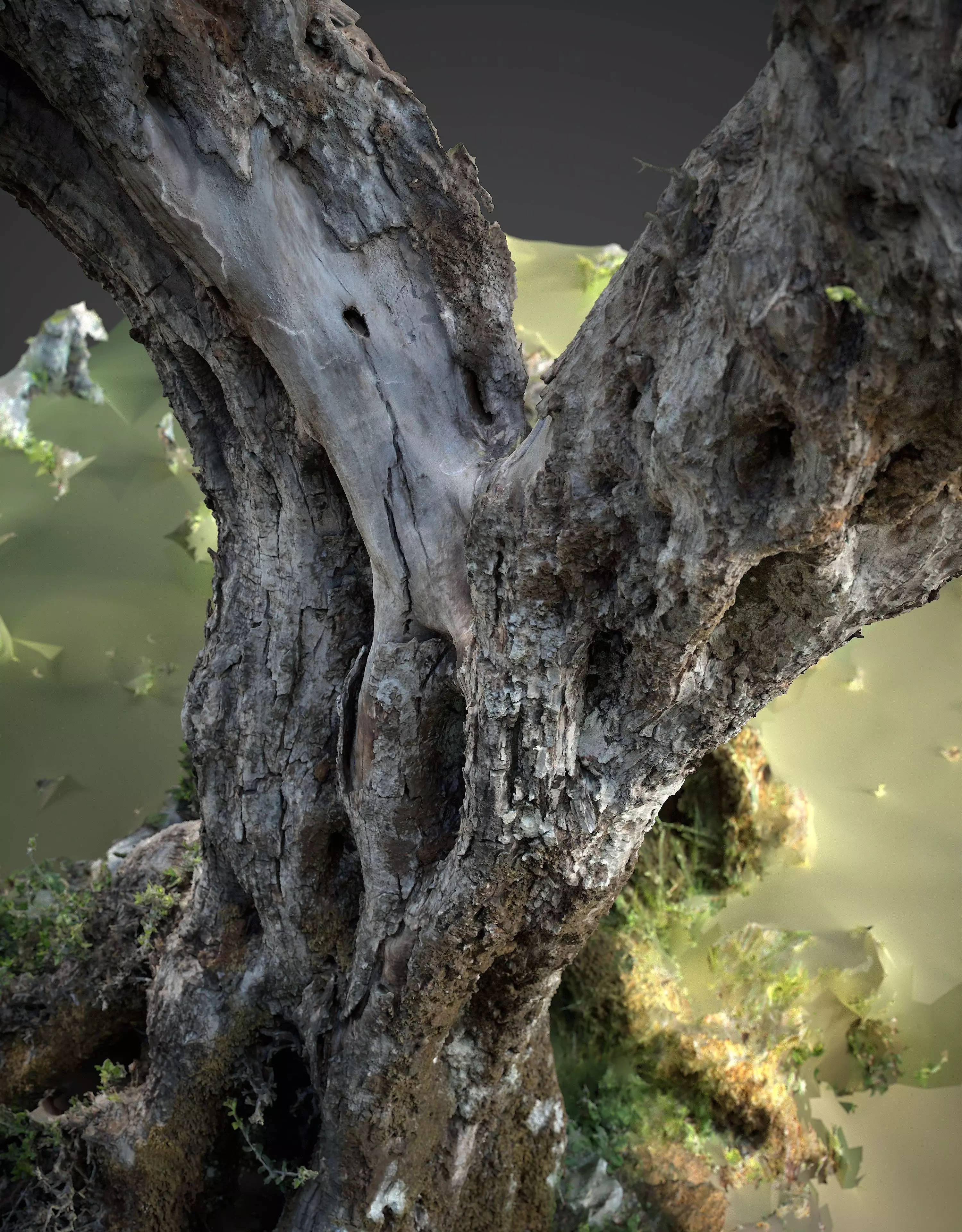 Abandoned Village Tree Trunk Scan - Tree 05 3D model_4