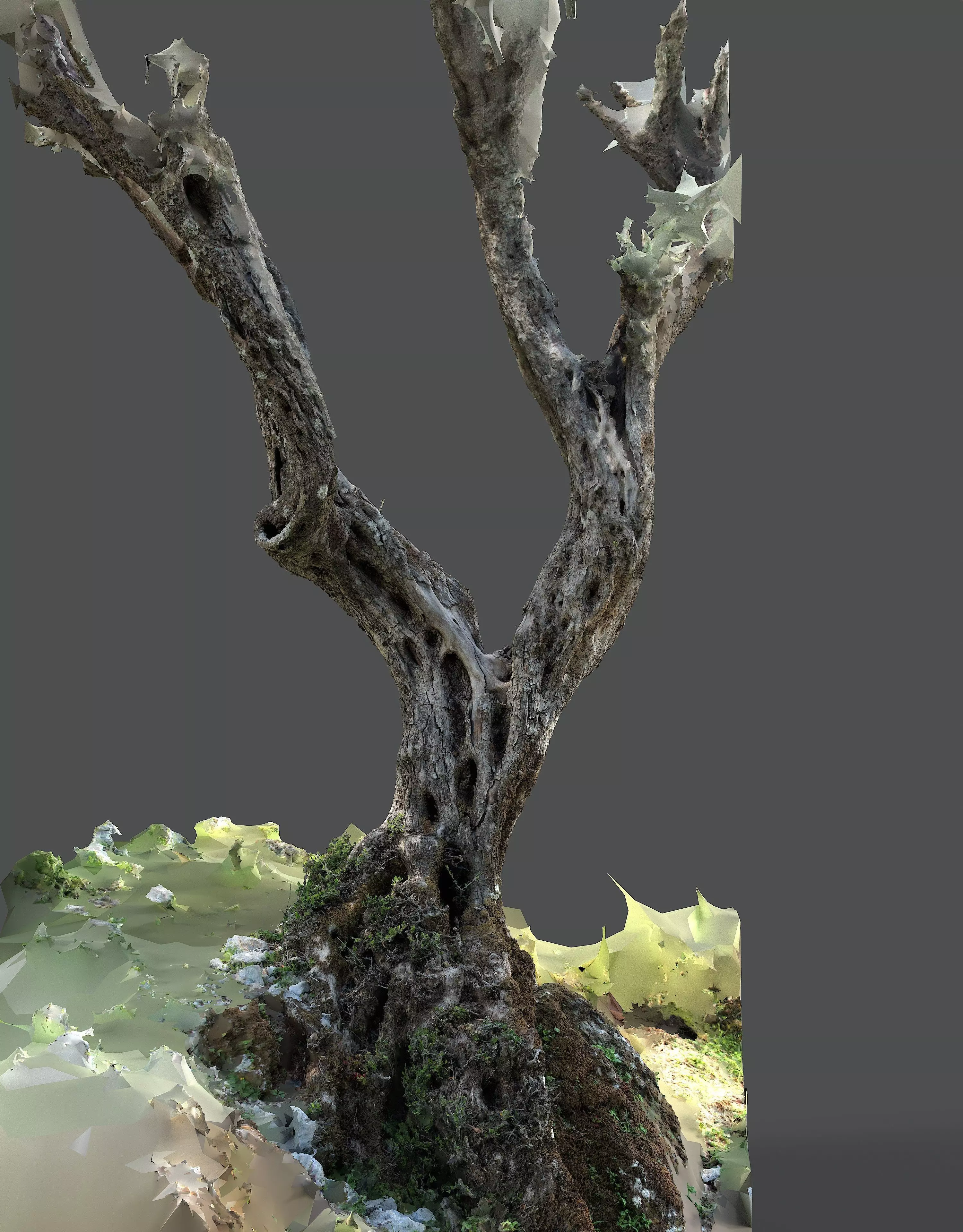 Abandoned Village Tree Trunk Scan - Tree 05 3D model_6