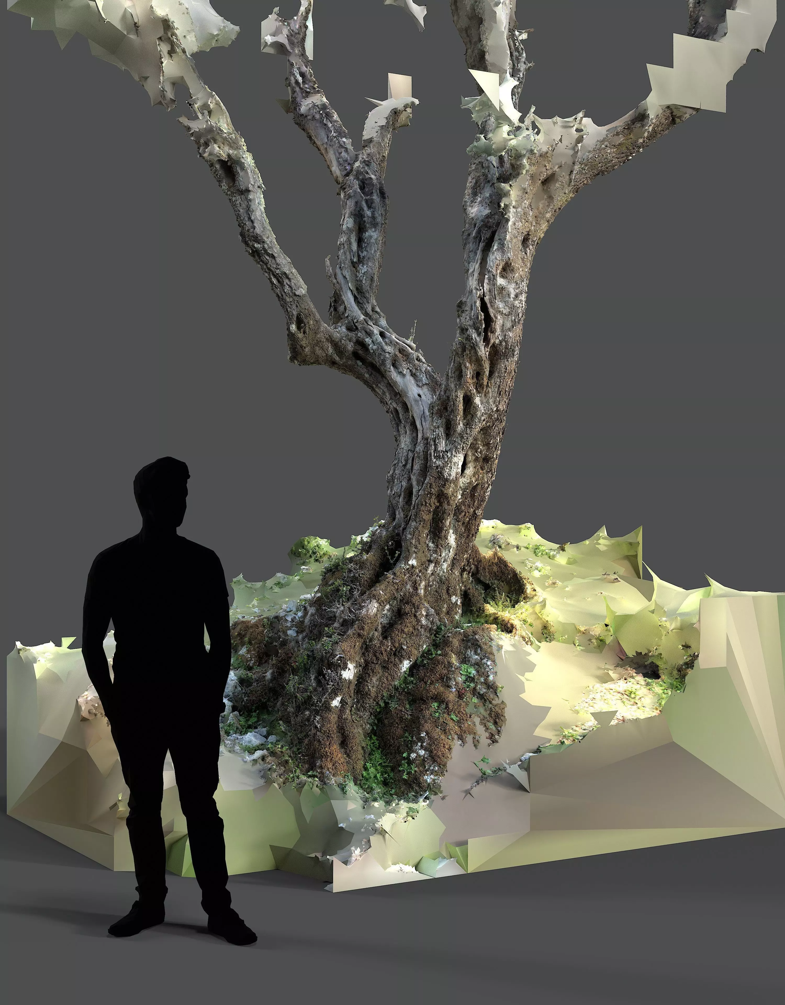 Abandoned Village Tree Trunk Scan - Tree 05 3D model_17