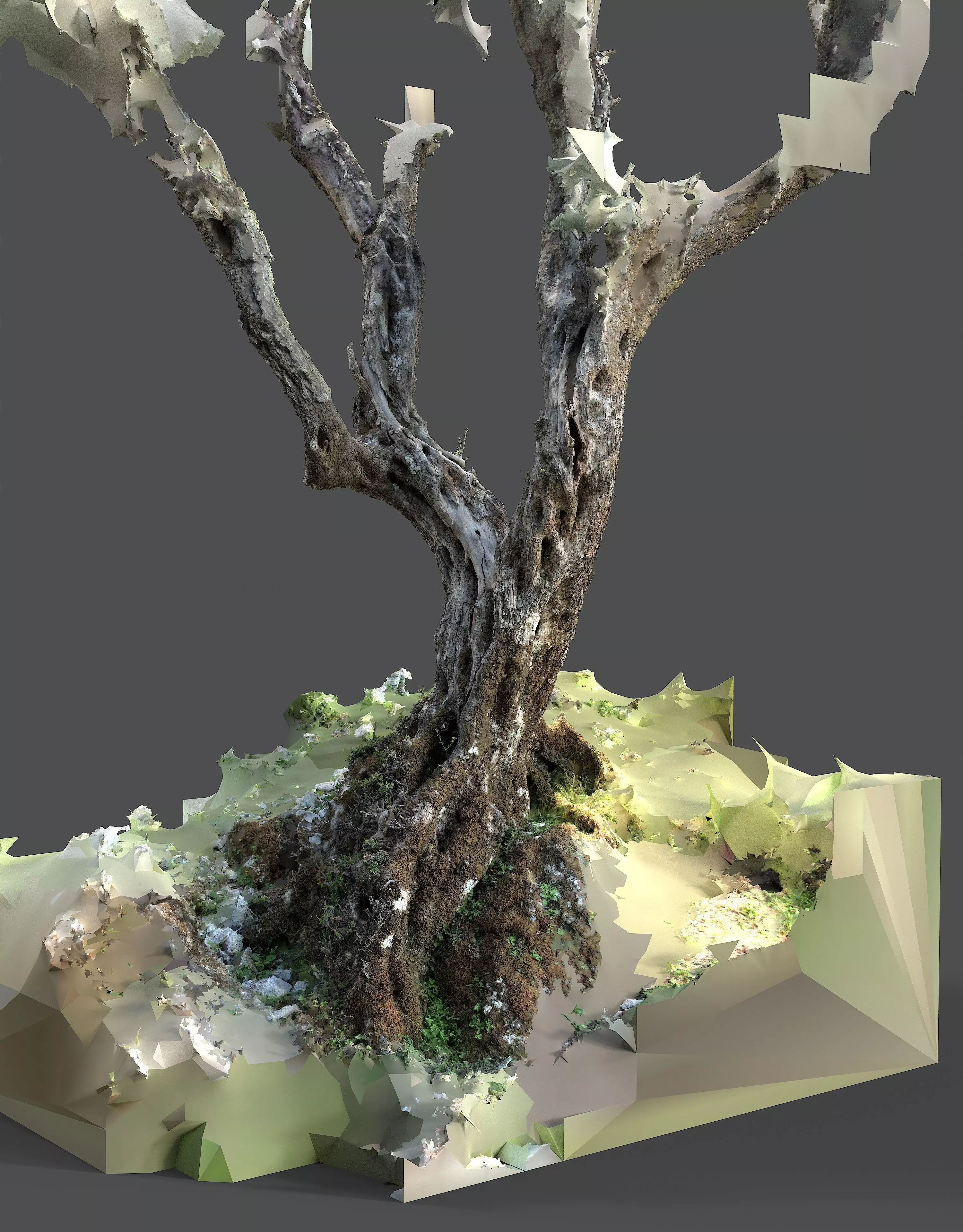 Abandoned Village Tree Trunk Scan - Tree 05 3D model_7