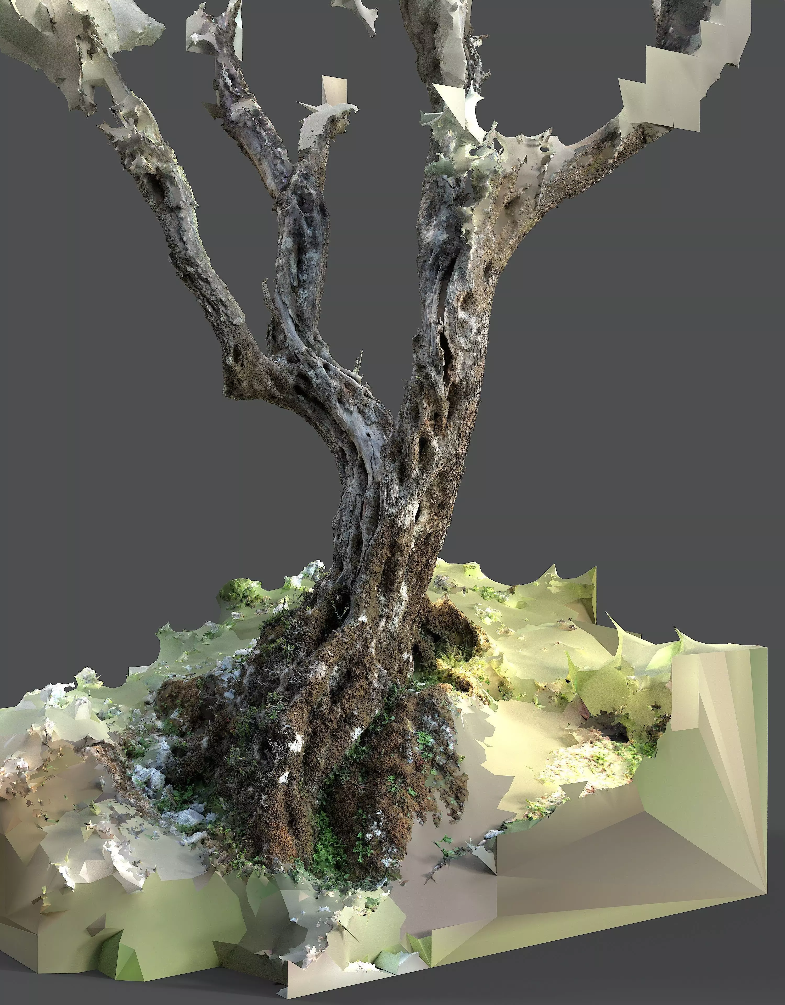 Abandoned Village Tree Trunk Scan - Tree 05 3D model_2