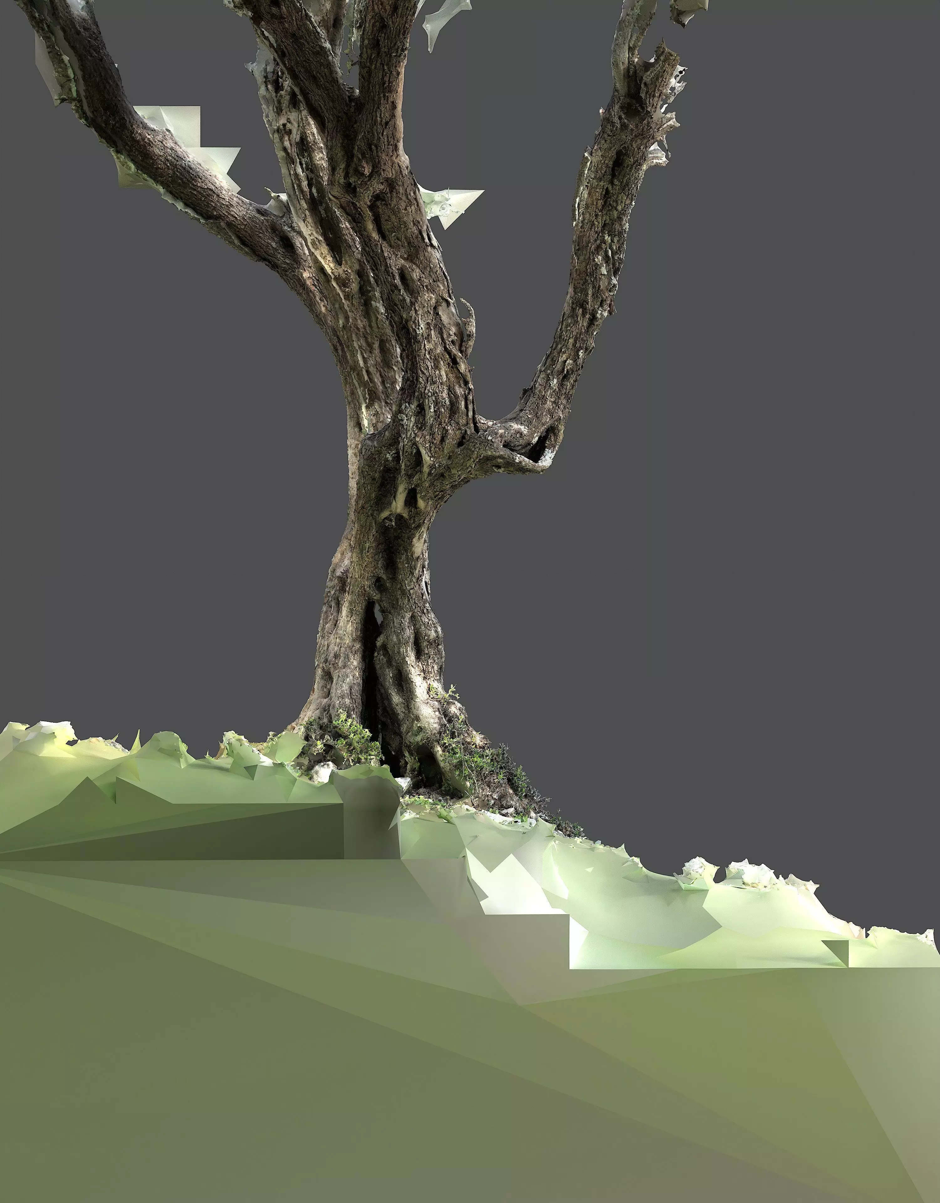 Abandoned Village Tree Trunk Scan - Tree 05 3D model_11