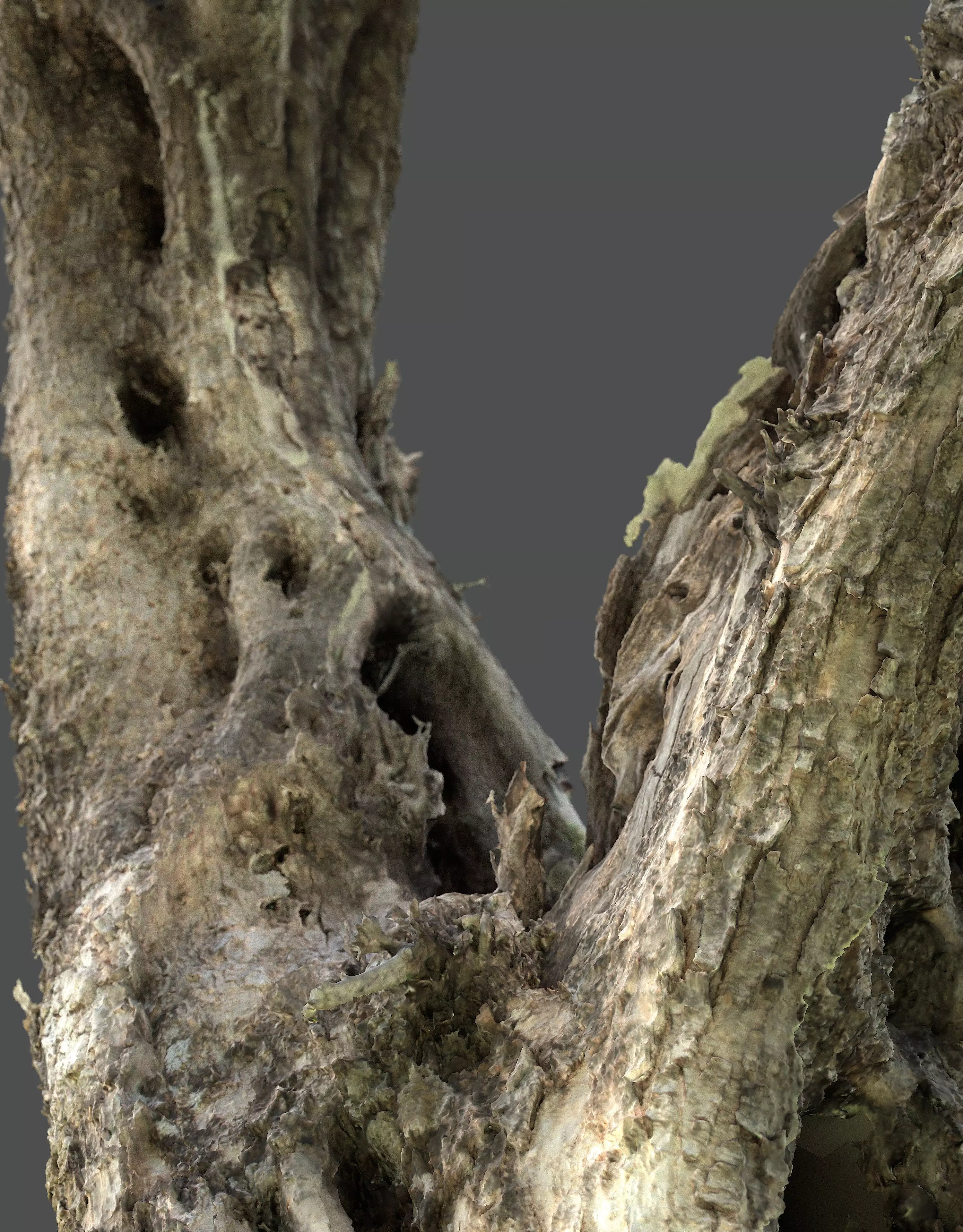 Abandoned Village Tree Trunk Scan - Tree 05 3D model_5