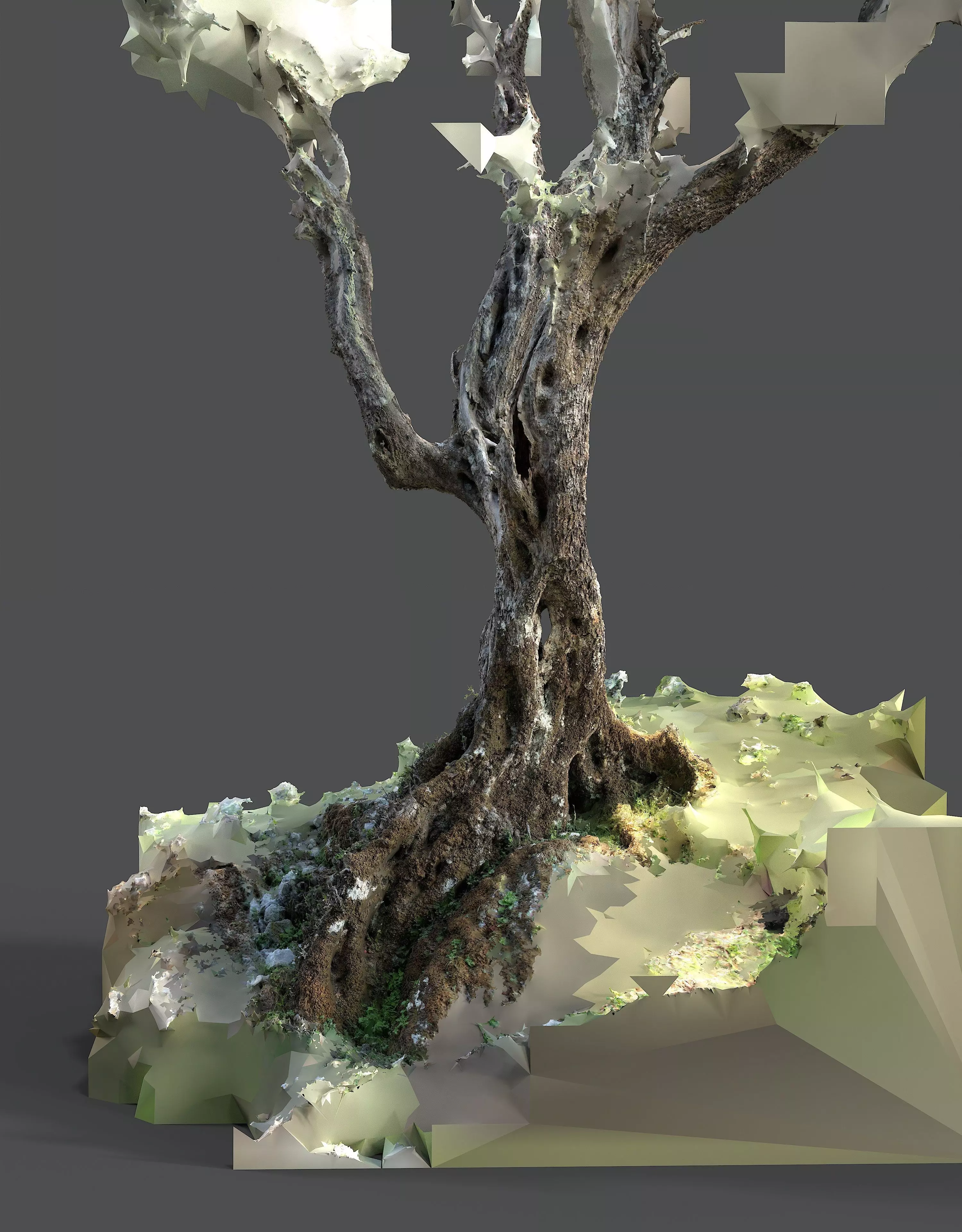 Abandoned Village Tree Trunk Scan - Tree 05 3D model_16