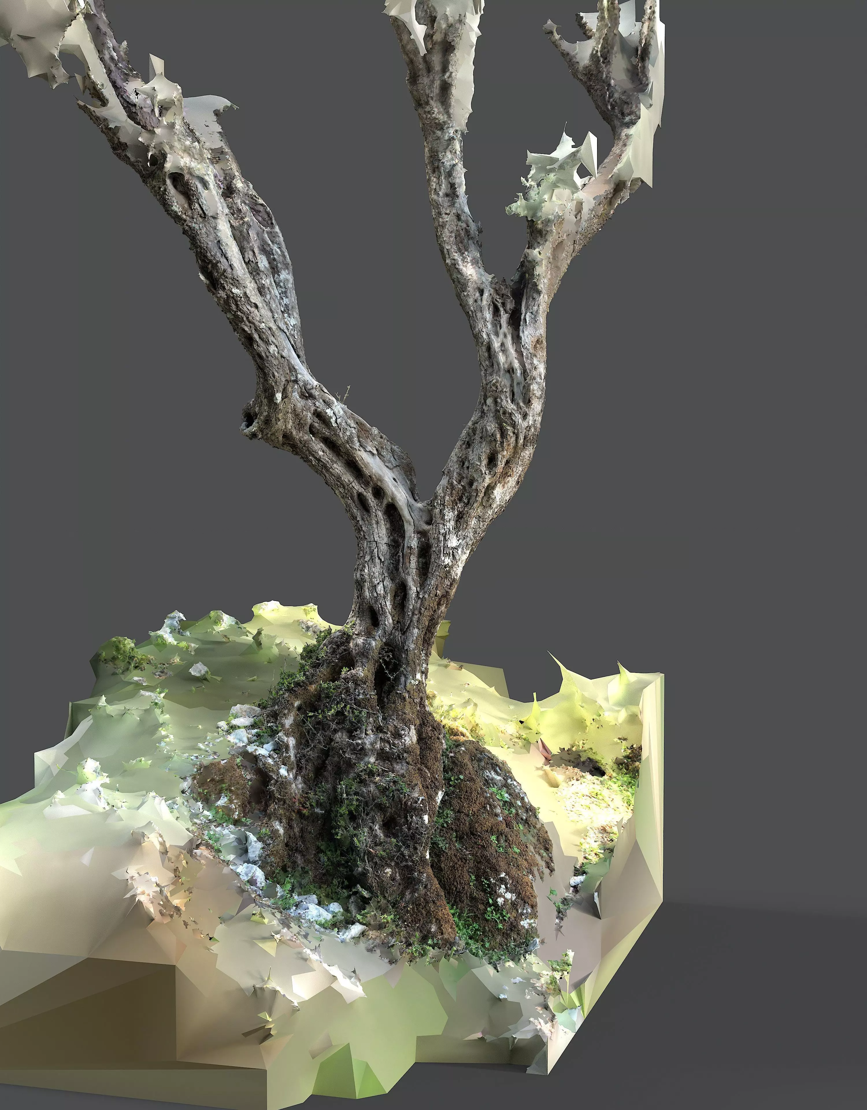 Abandoned Village Tree Trunk Scan - Tree 05 3D model_8