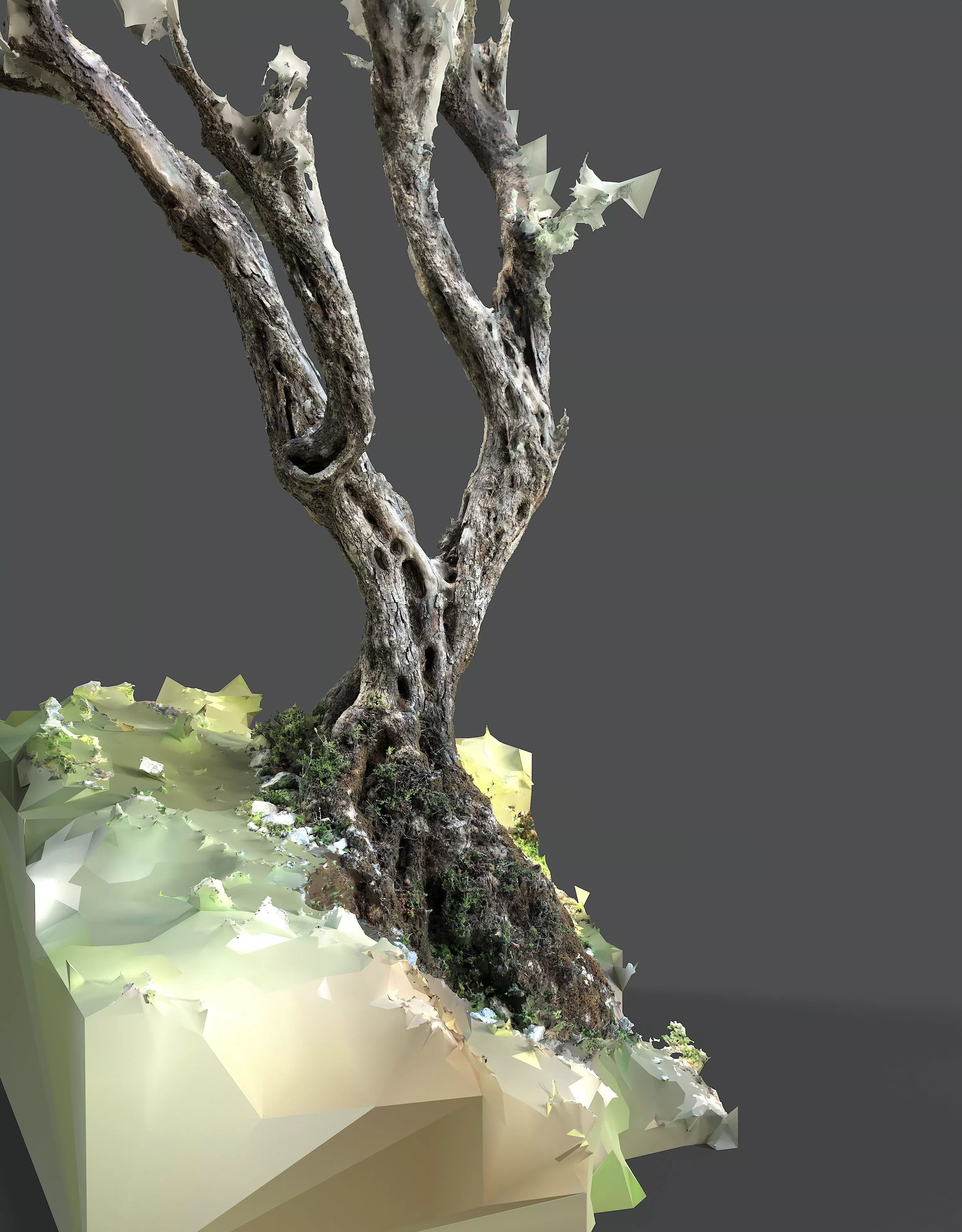 Abandoned Village Tree Trunk Scan - Tree 05 3D model_9