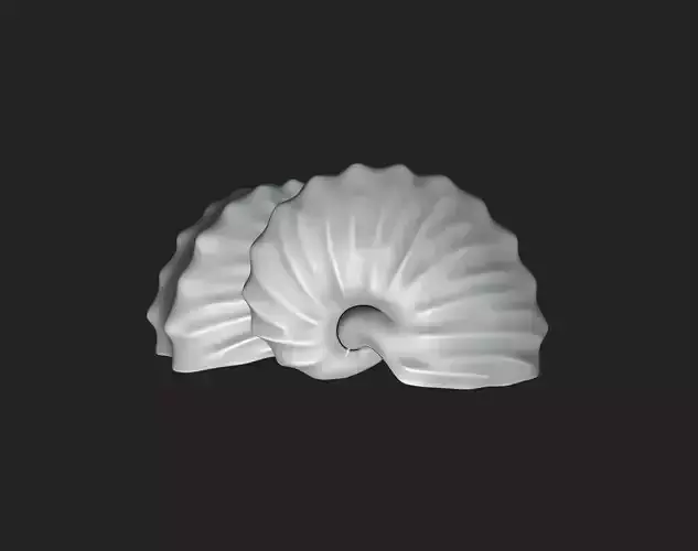 Shell Argonauta Hians - Paper Nautilus 3D Model