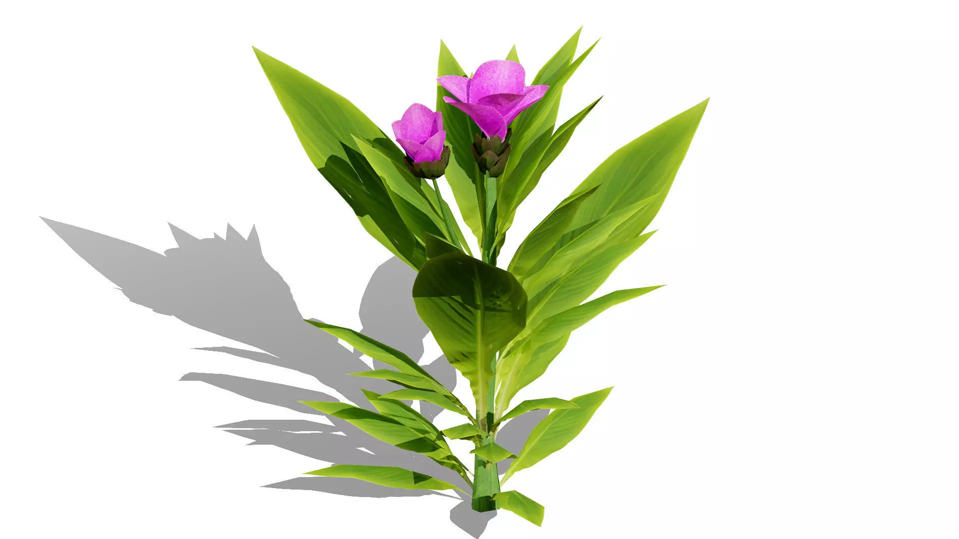 Moroccan Spice Garden 3D Plant Collection Low-poly 3D model_7