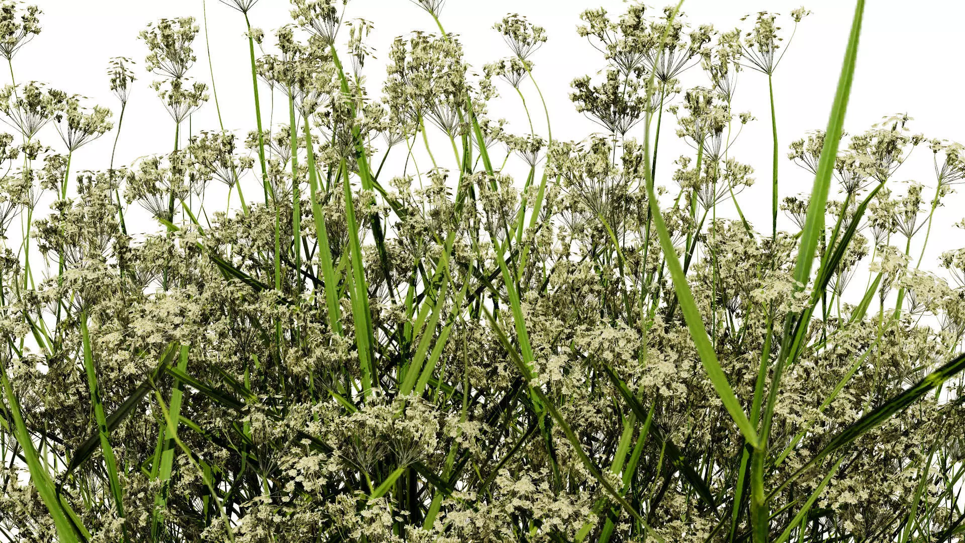 Moroccan Spice Garden 3D Plant Collection Low-poly 3D model_3