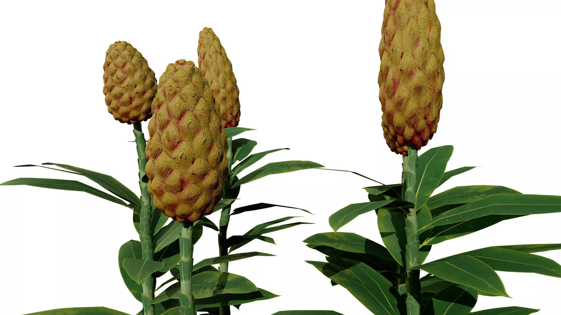 Moroccan Spice Garden 3D Plant Collection Low-poly 3D model_6