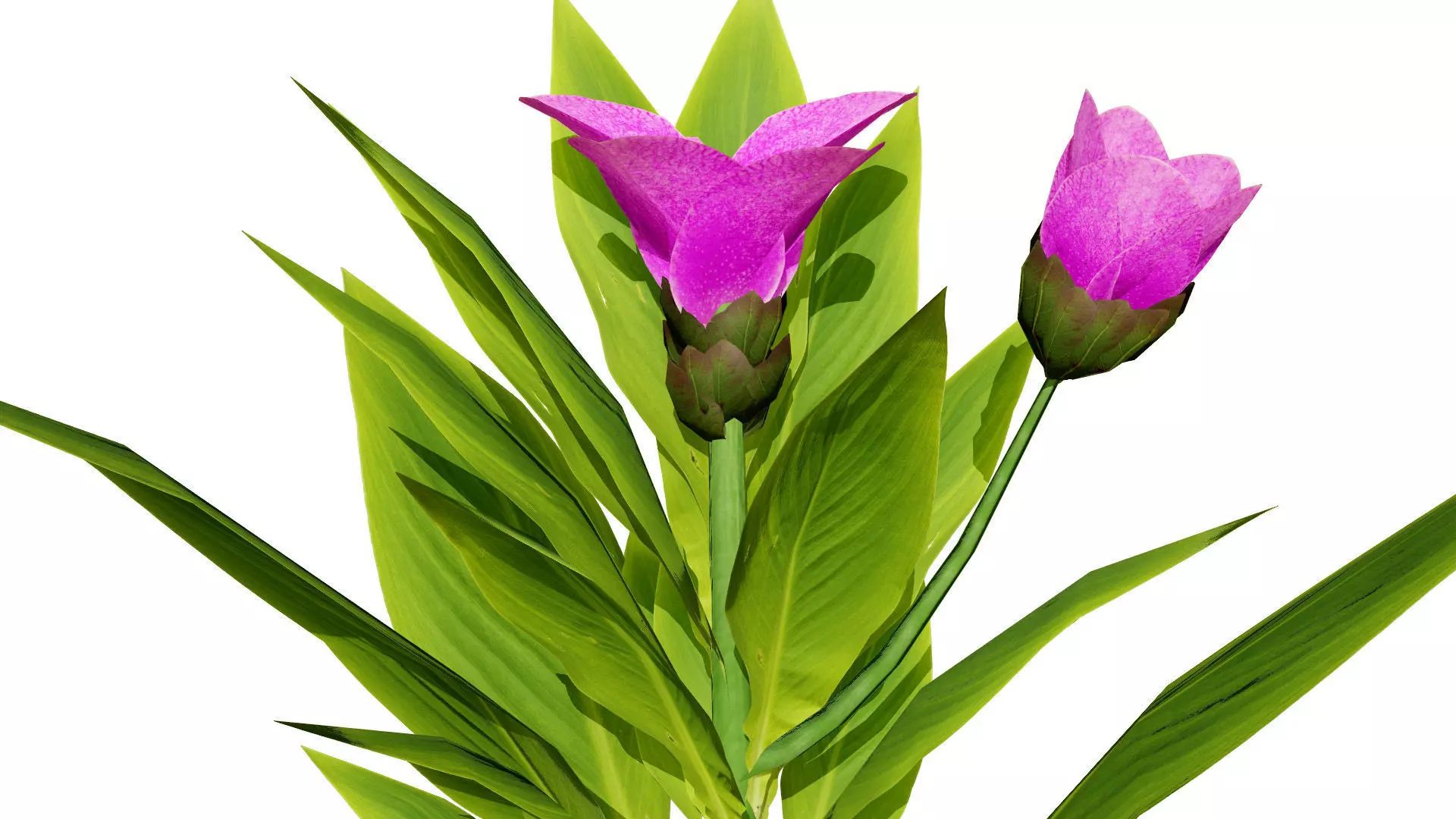 Moroccan Spice Garden 3D Plant Collection Low-poly 3D model_8