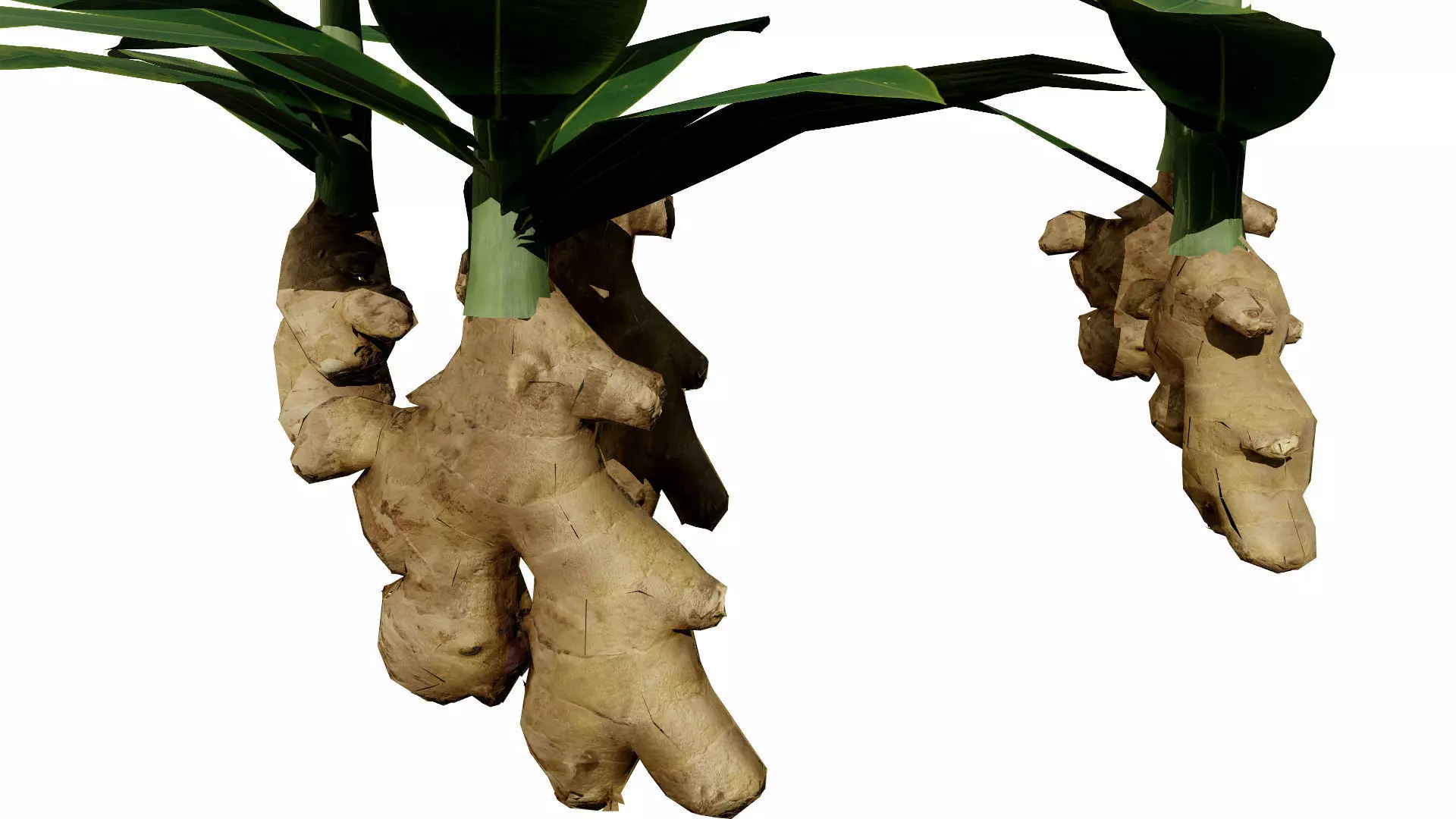 Moroccan Spice Garden 3D Plant Collection Low-poly 3D model_5