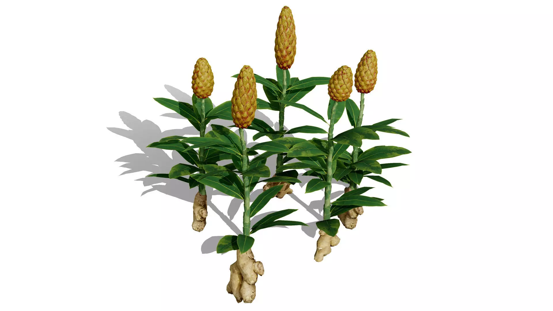 Moroccan Spice Garden 3D Plant Collection Low-poly 3D model_4