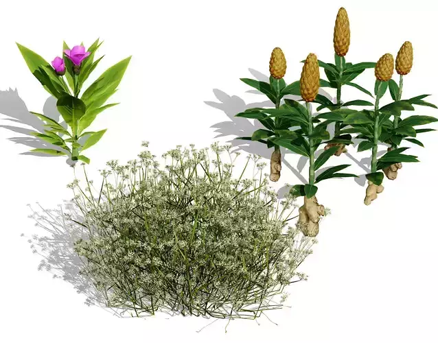 Moroccan Spice Garden 3D Plant Collection