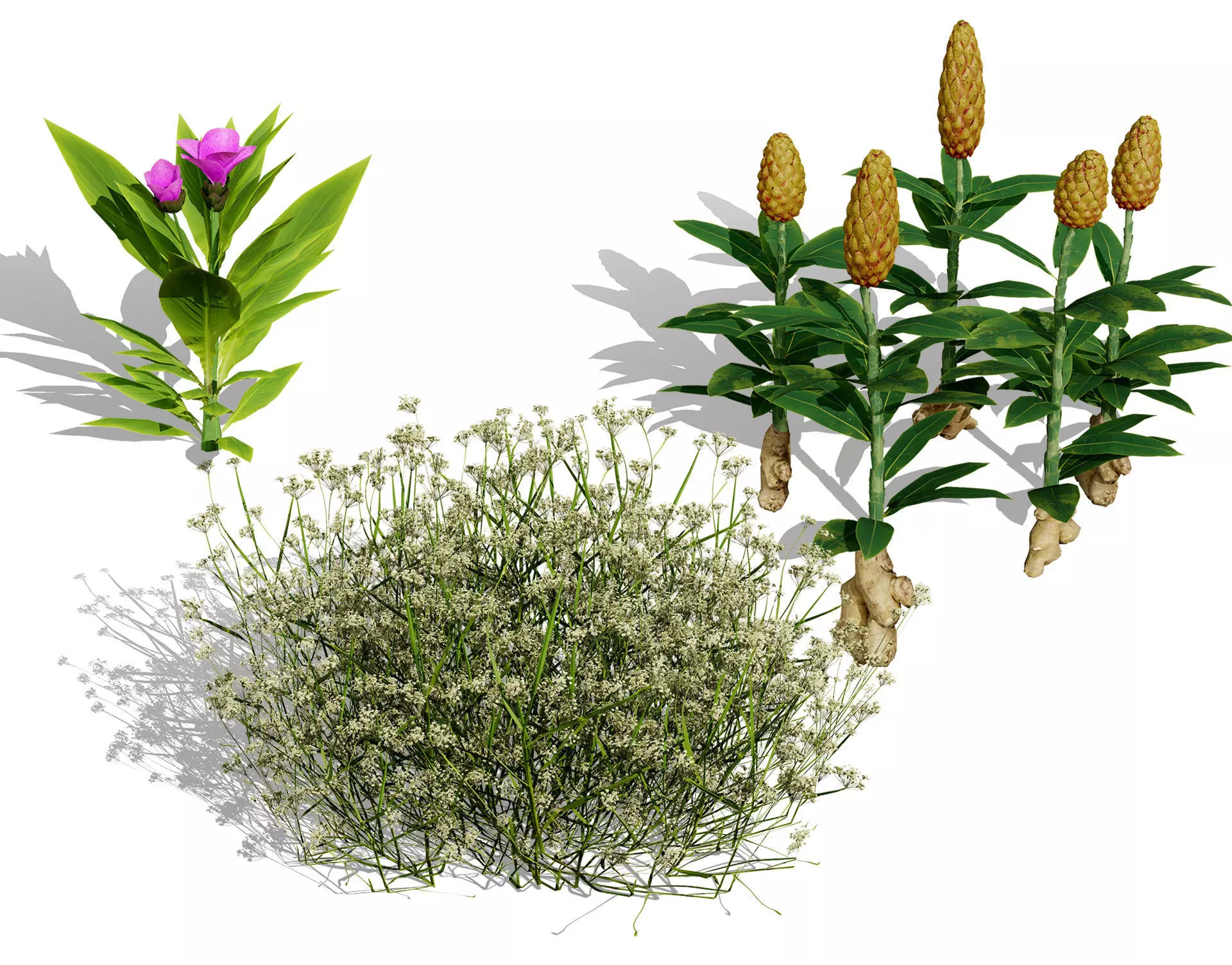 Moroccan Spice Garden 3D Plant Collection Low-poly 3D model_0