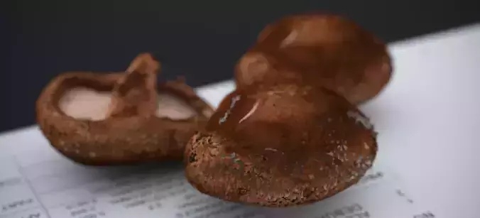 SHITAKE MUSHROOM 2024 3D model 6
