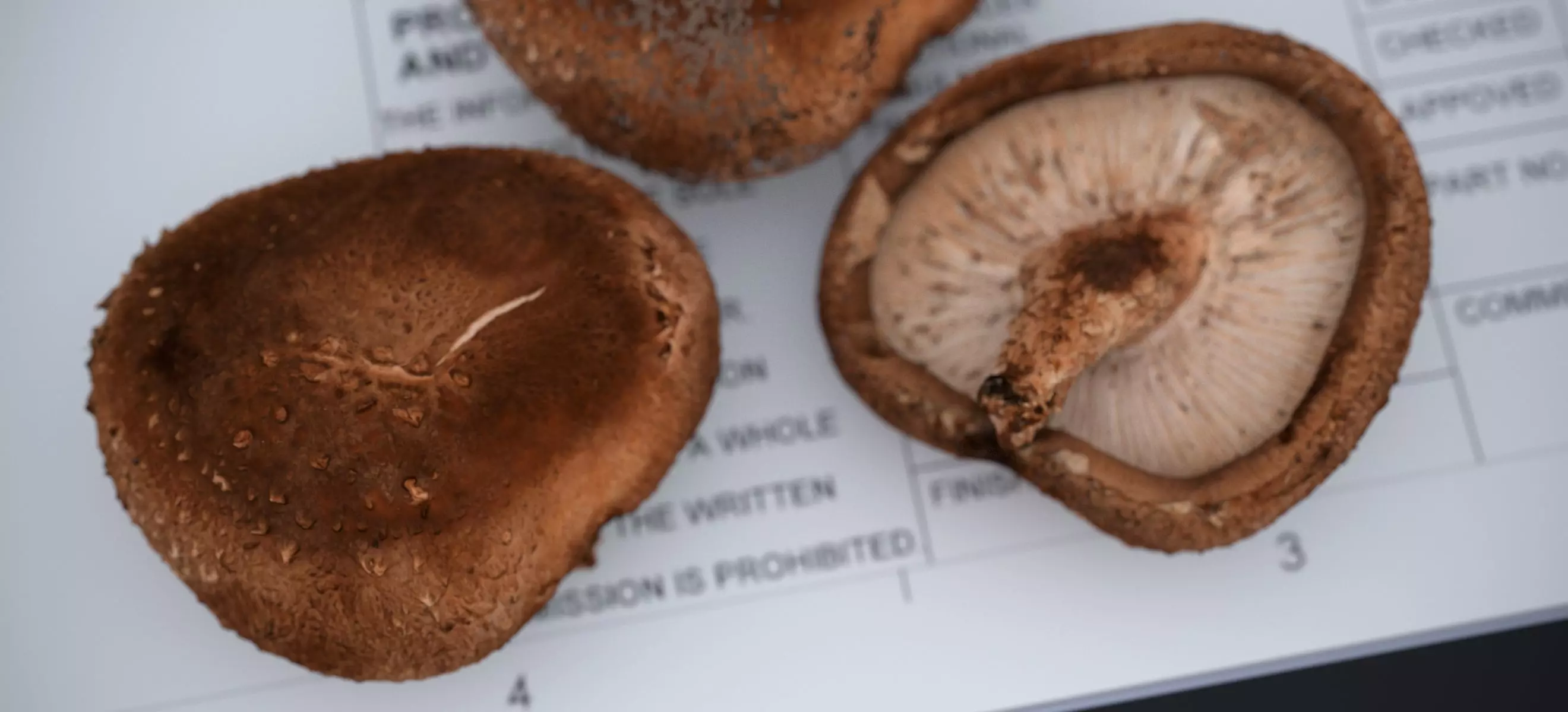 SHITAKE MUSHROOM 2024 3D model_11