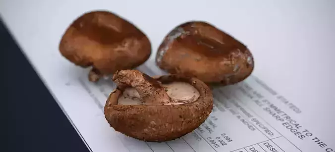 SHITAKE MUSHROOM 2024 3D model 4