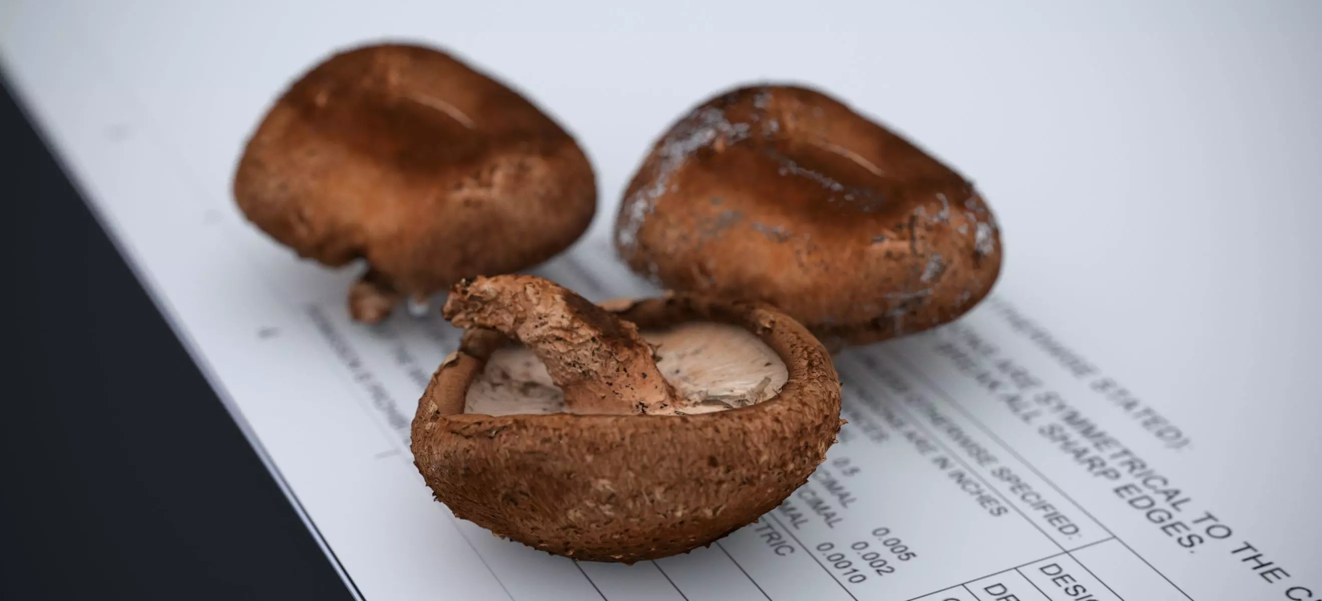 SHITAKE MUSHROOM 2024 3D model_3