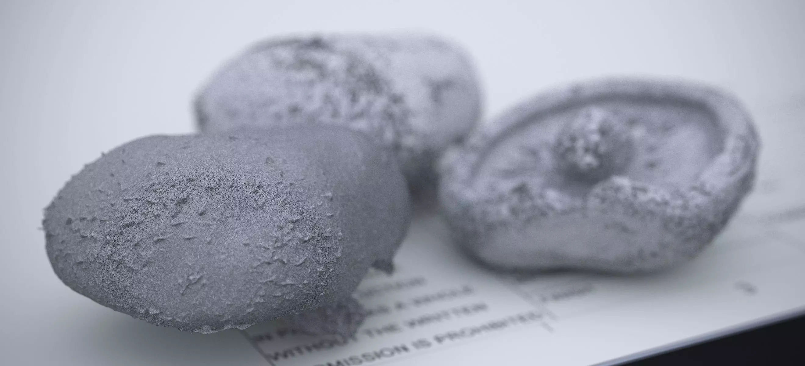 SHITAKE MUSHROOM 2024 3D model_22