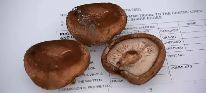 SHITAKE MUSHROOM 2024