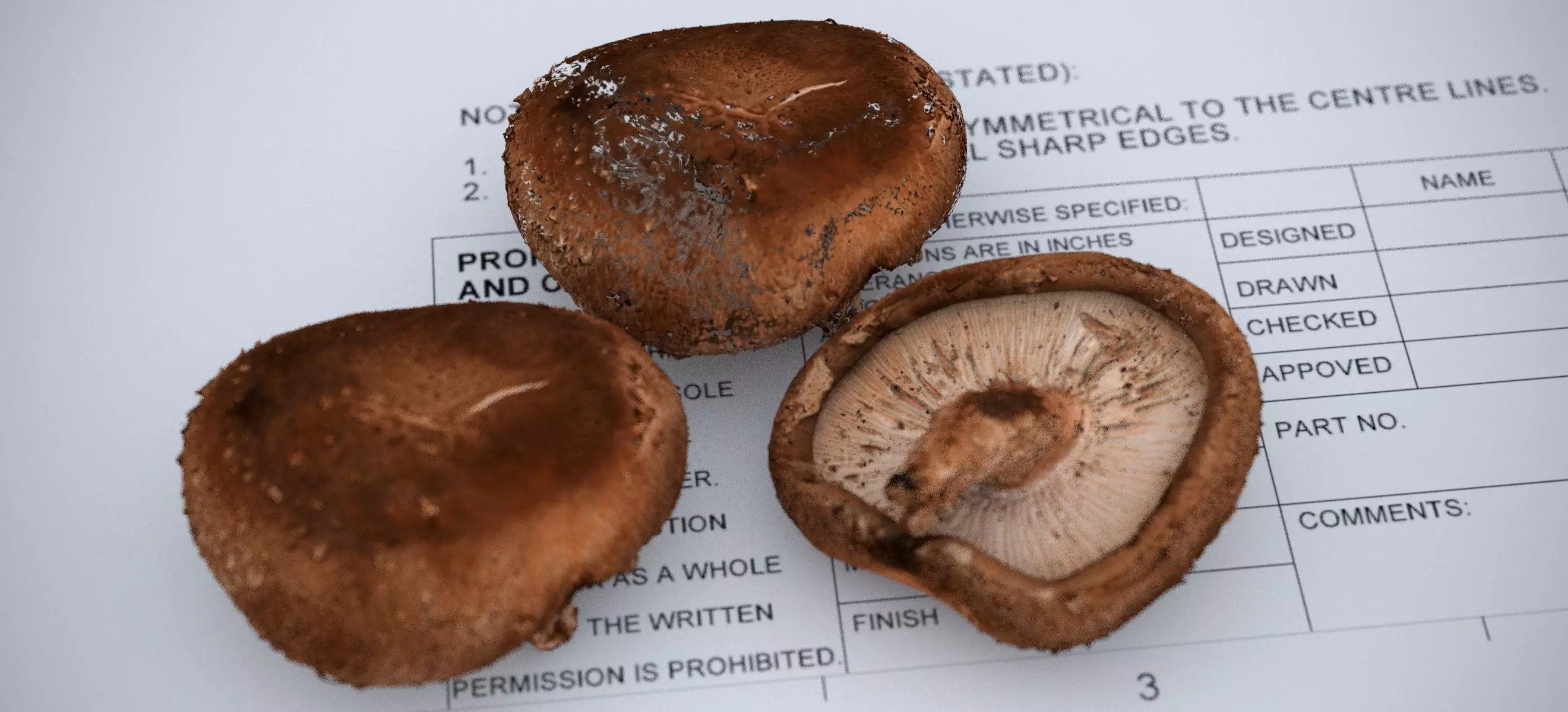 SHITAKE MUSHROOM 2024 3D model_0