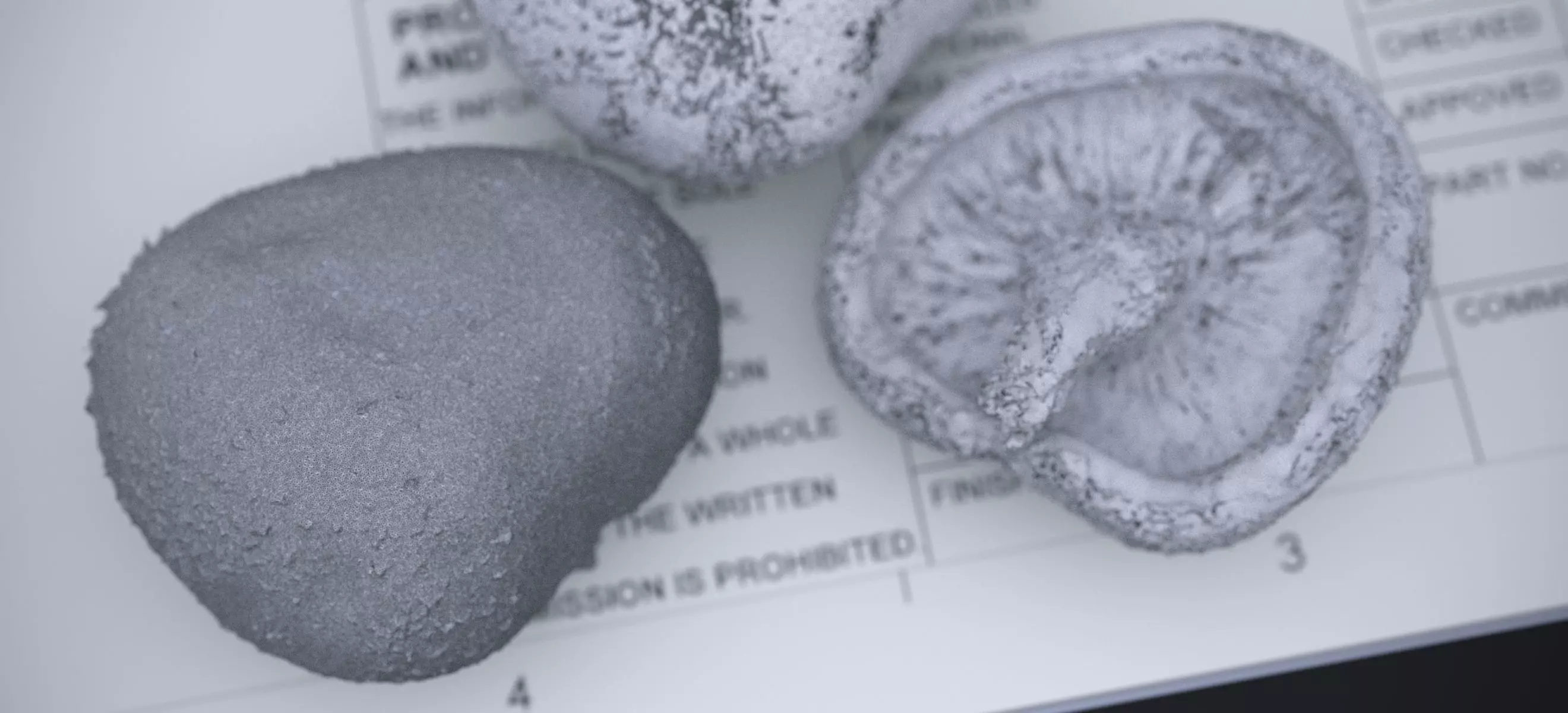 SHITAKE MUSHROOM 2024 3D model_23