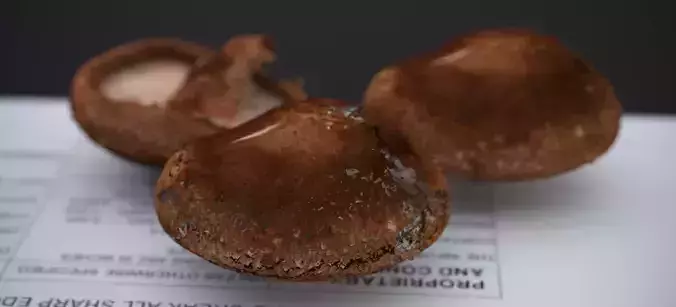 SHITAKE MUSHROOM 2024 3D model 7