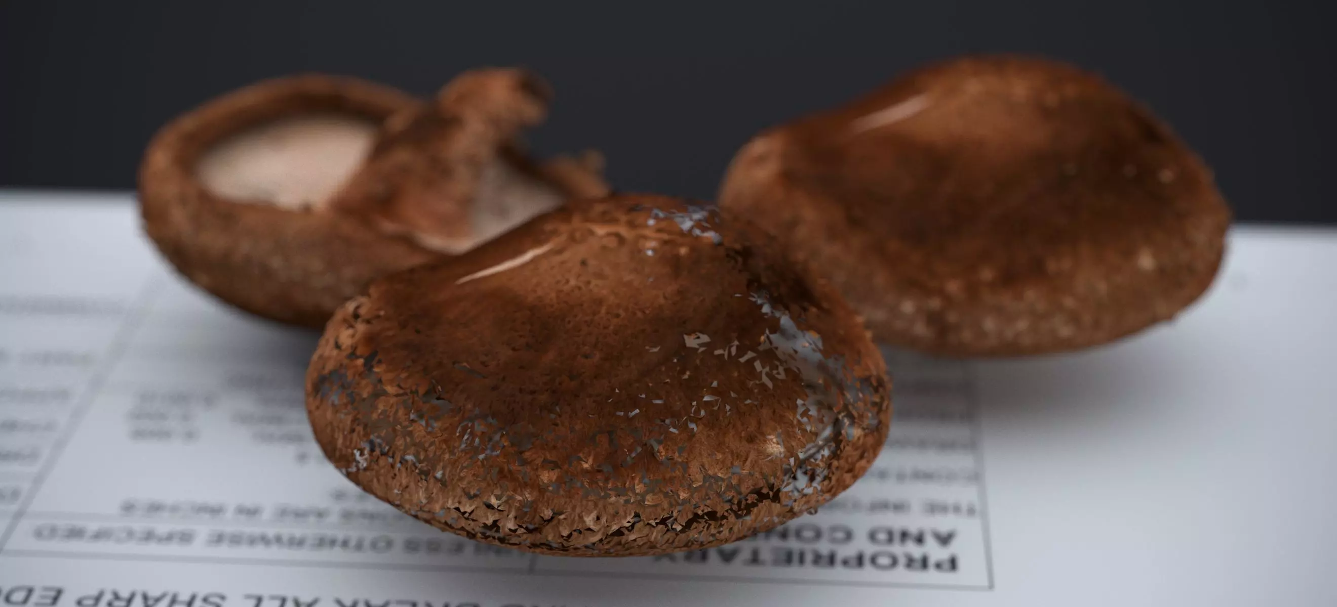 SHITAKE MUSHROOM 2024 3D model_6