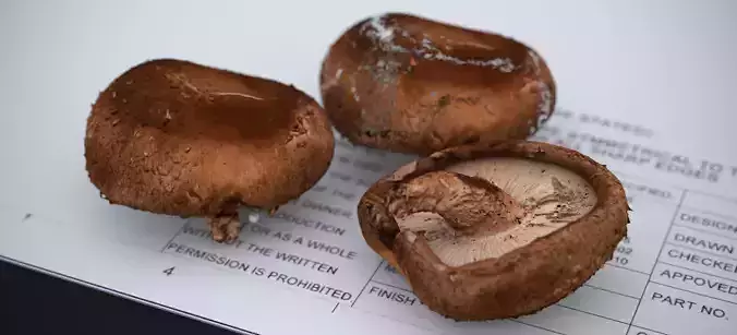 SHITAKE MUSHROOM 2024 3D model 3