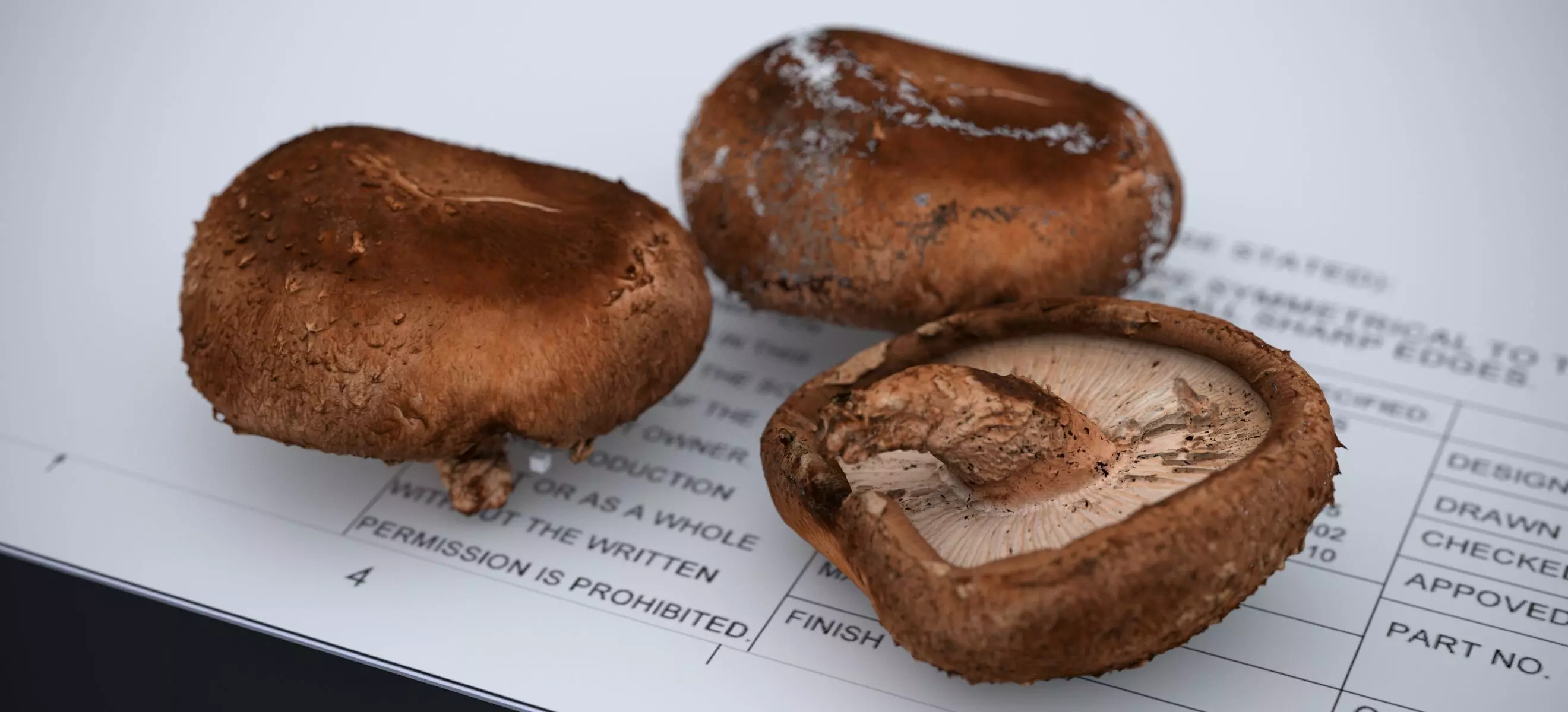 SHITAKE MUSHROOM 2024 3D model_2