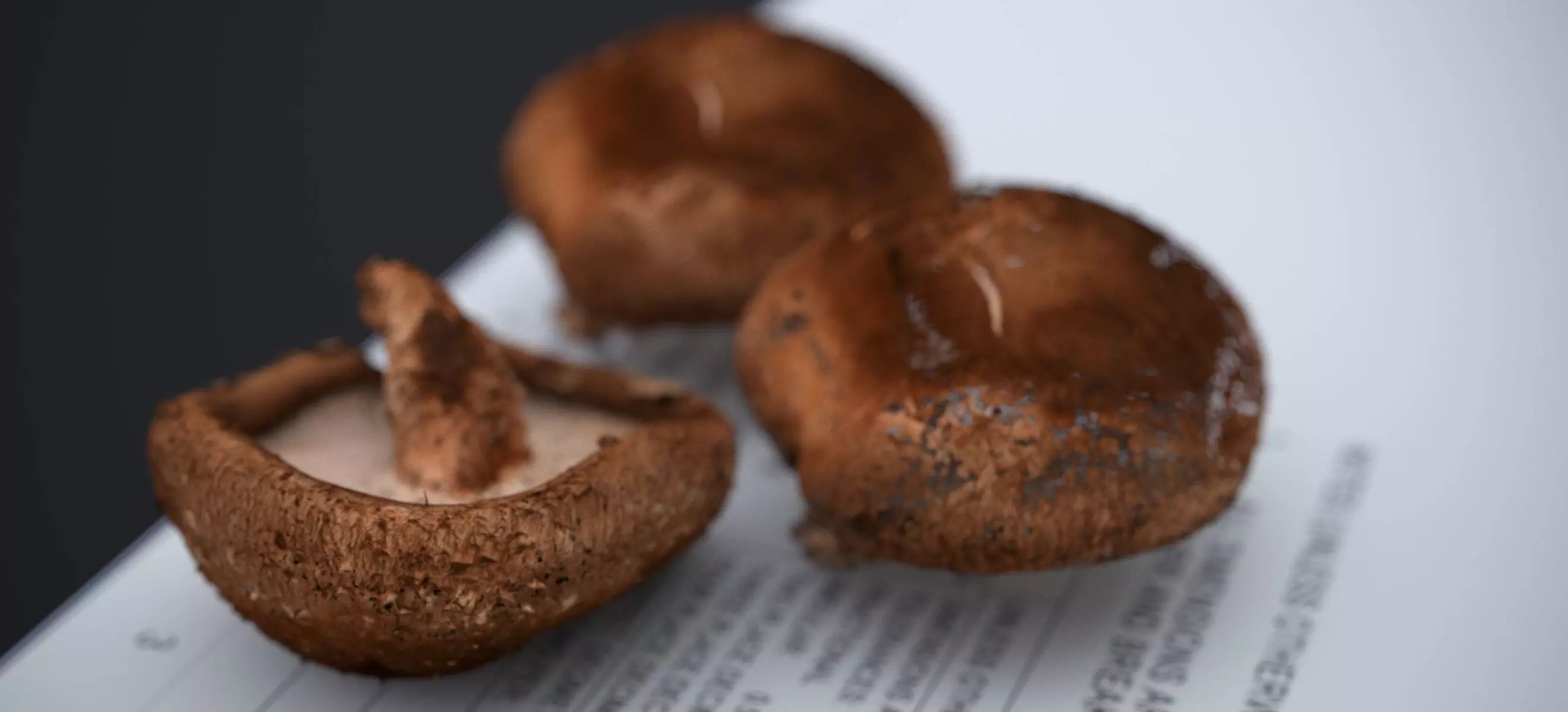 SHITAKE MUSHROOM 2024 3D model_4